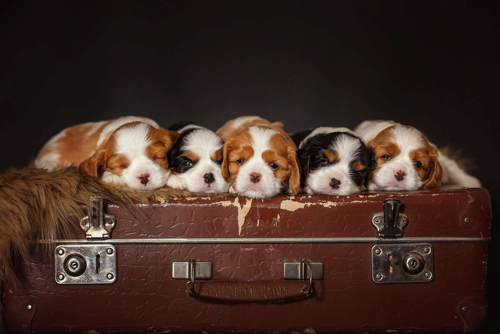 Животные. Семейный фотограф в Минске Виктория Дубровская