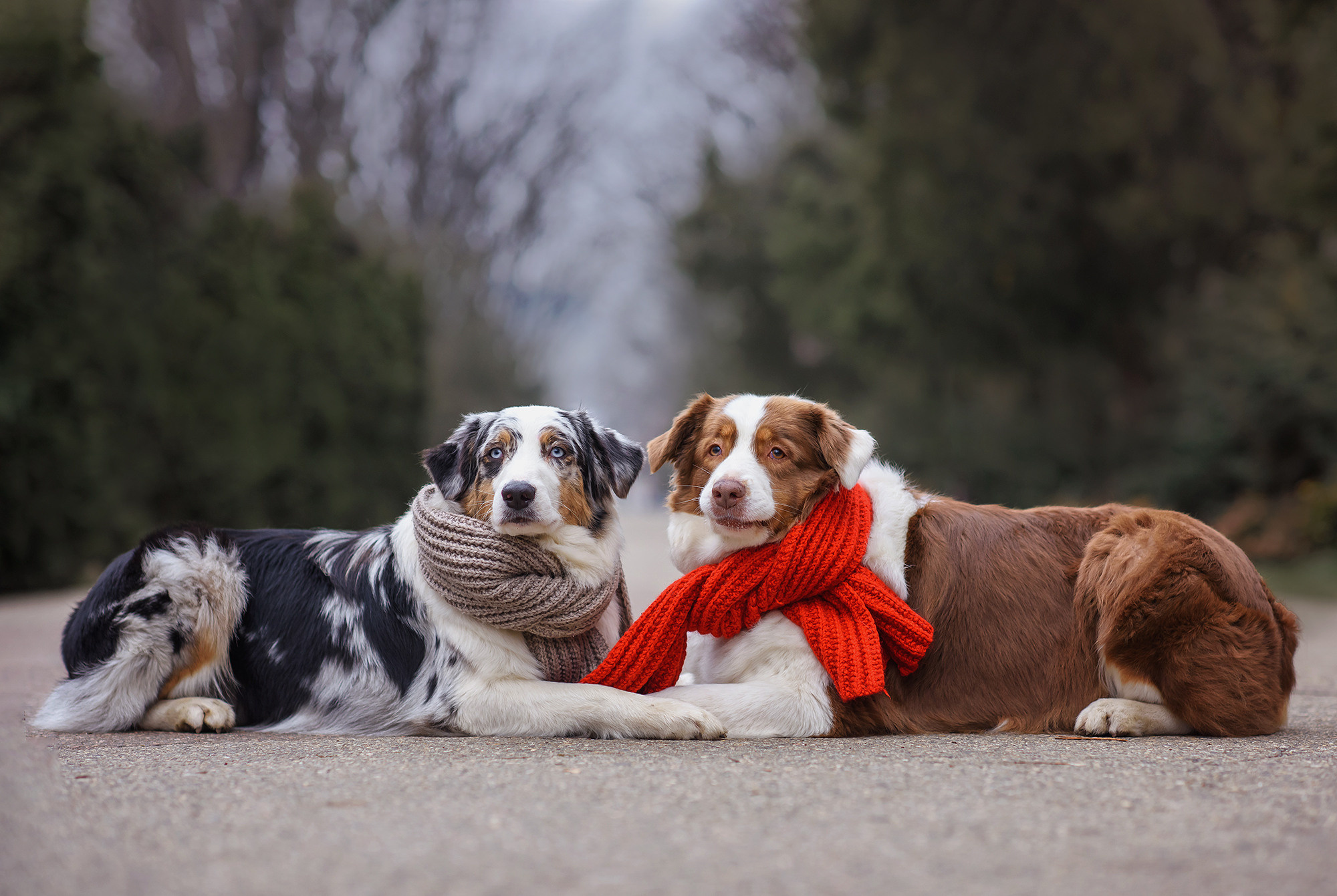 Животные. Семейный фотограф в Минске Виктория Дубровская