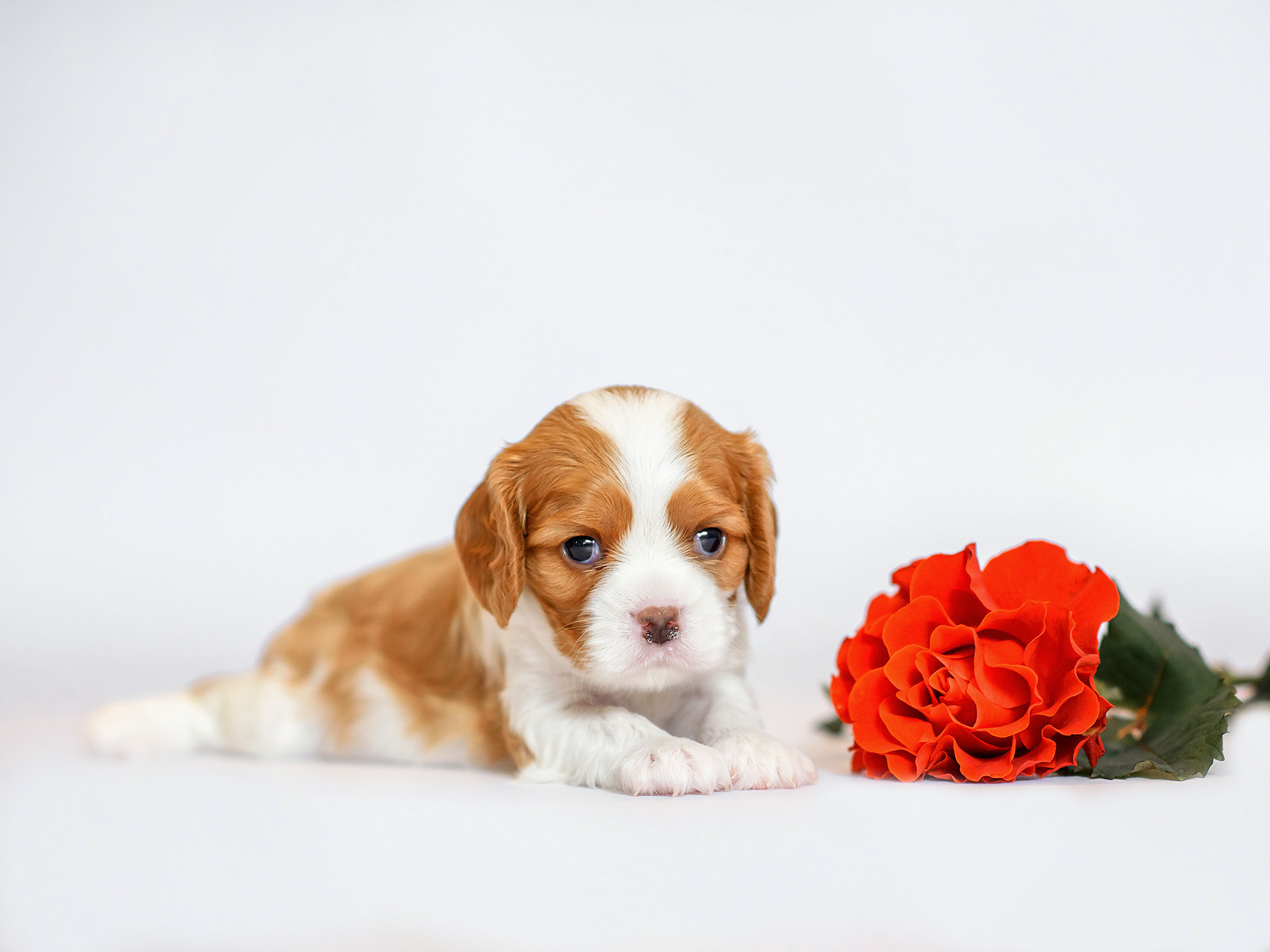 Животные. Семейный фотограф в Минске Виктория Дубровская