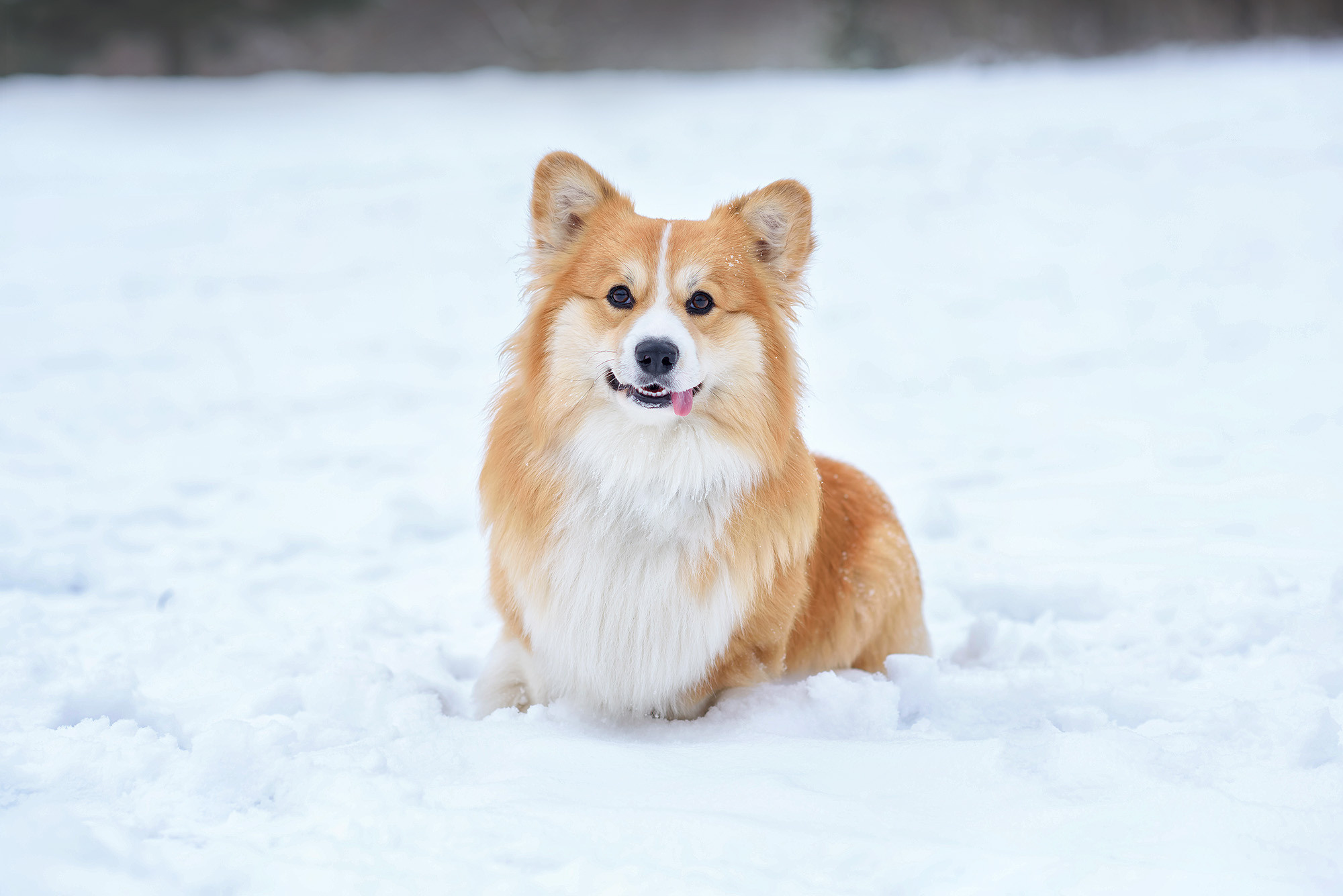 Животные. Семейный фотограф в Минске Виктория Дубровская