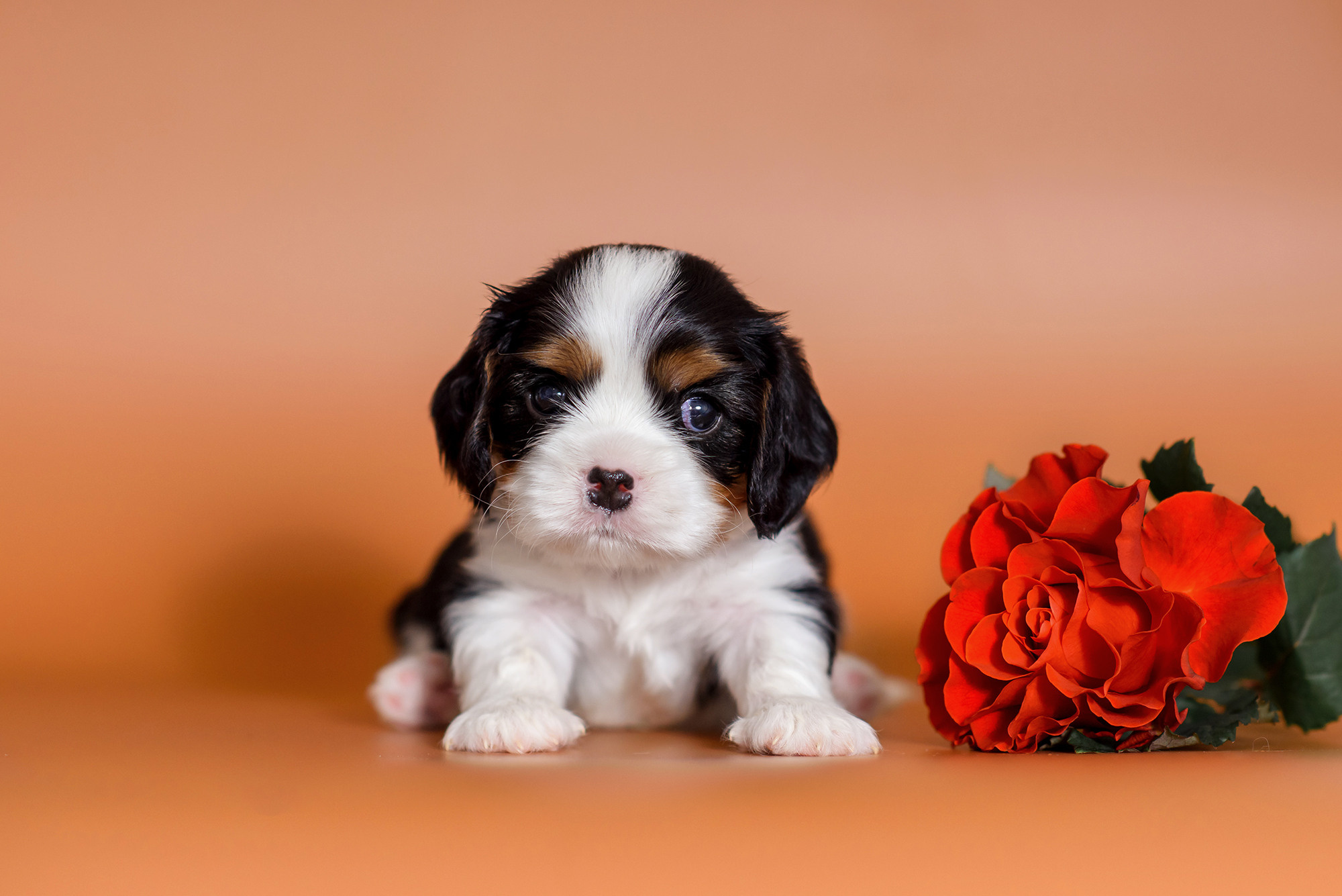 Животные. Семейный фотограф в Минске Виктория Дубровская