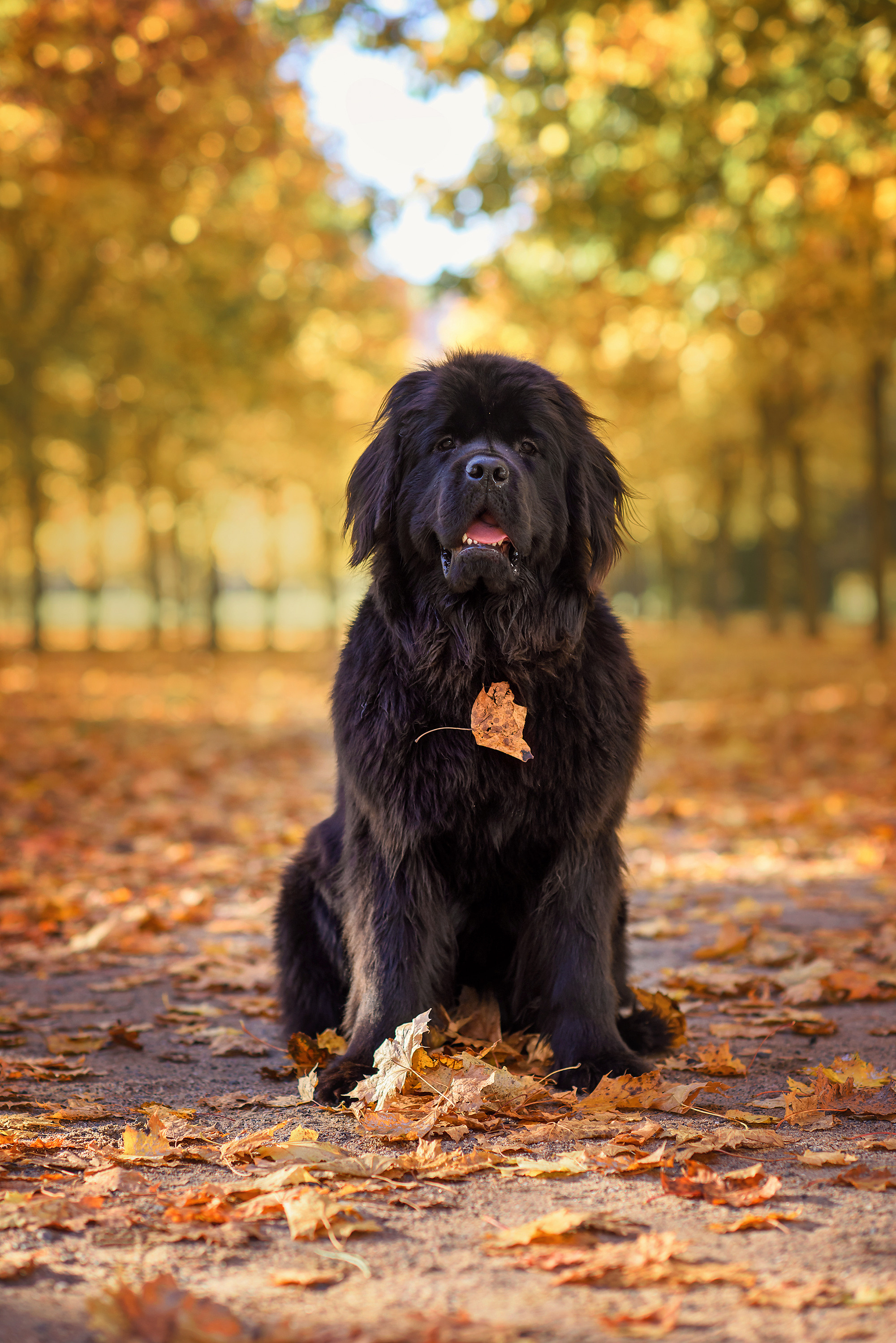 Животные. Семейный фотограф в Минске Виктория Дубровская