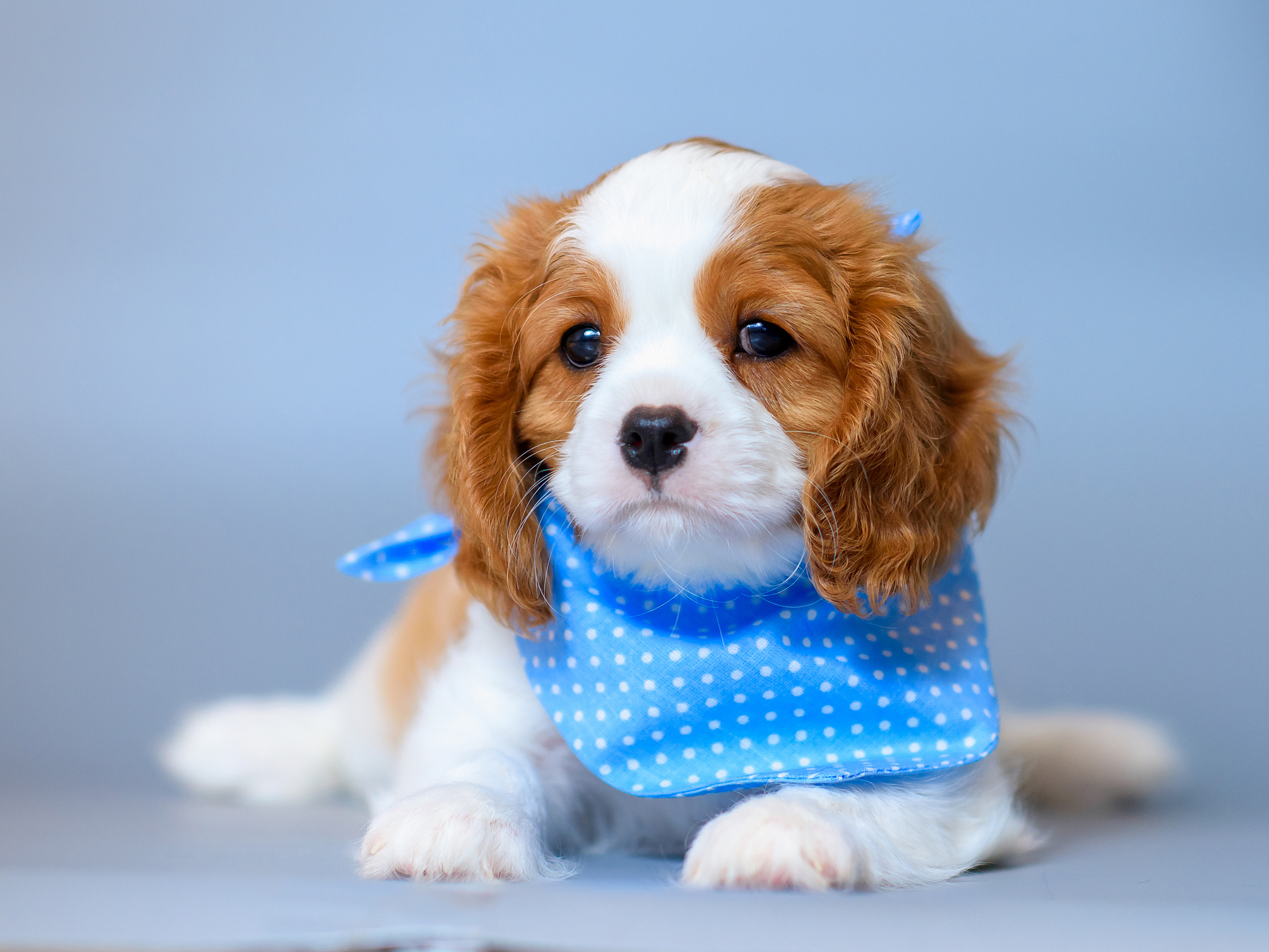 Животные. Семейный фотограф в Минске Виктория Дубровская
