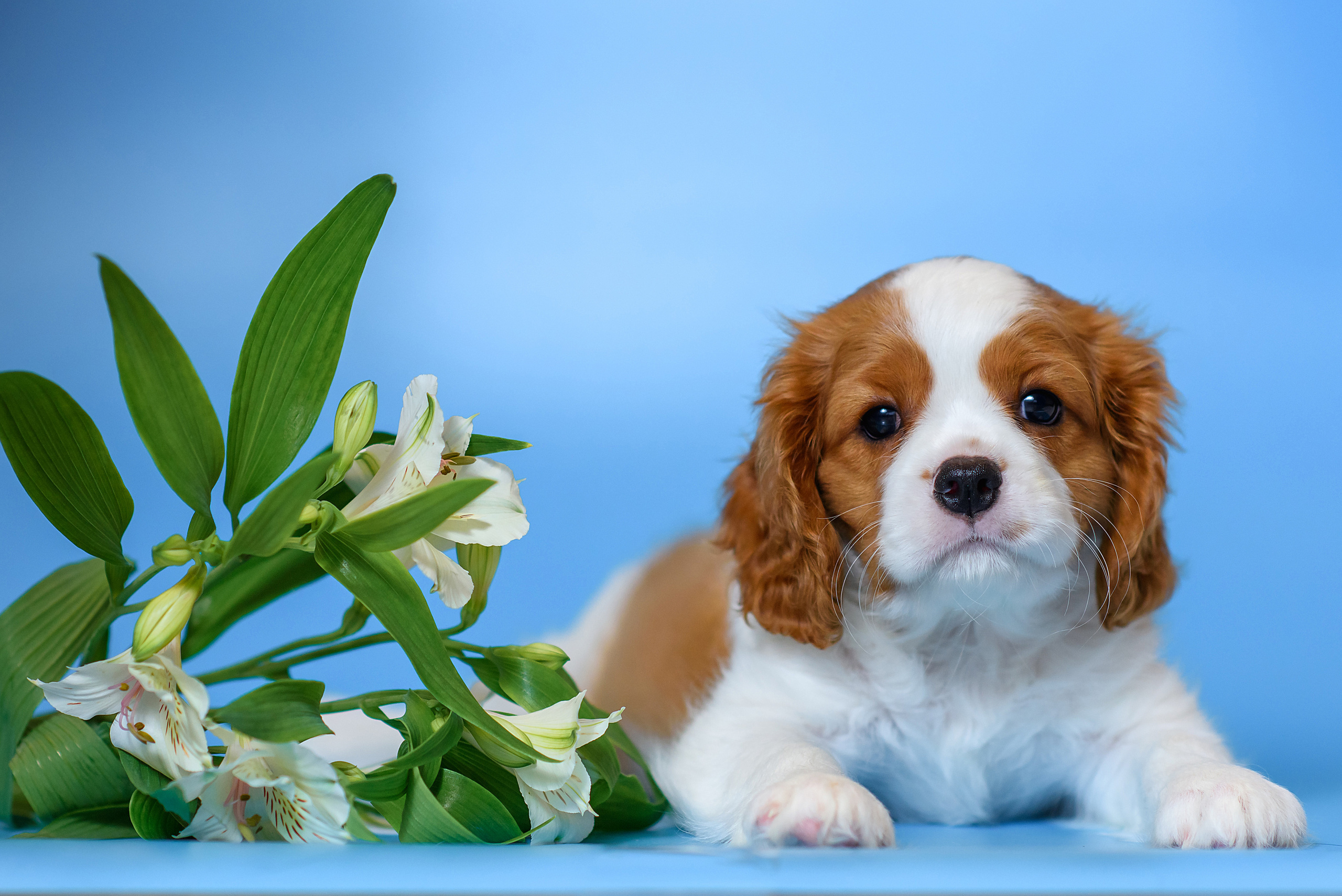 Животные. Семейный фотограф в Минске Виктория Дубровская