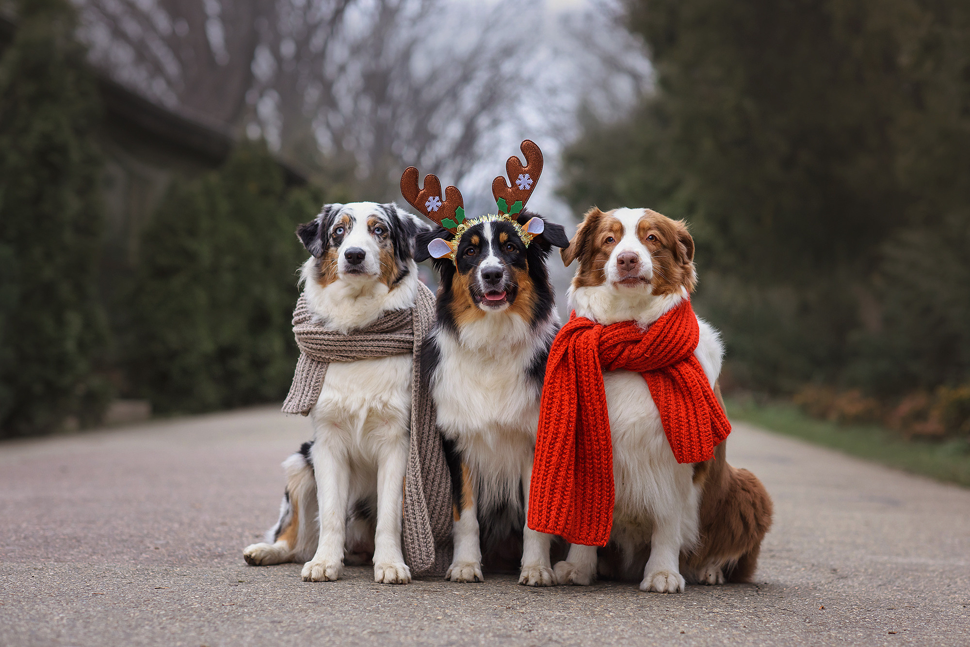 Животные. Семейный фотограф в Минске Виктория Дубровская