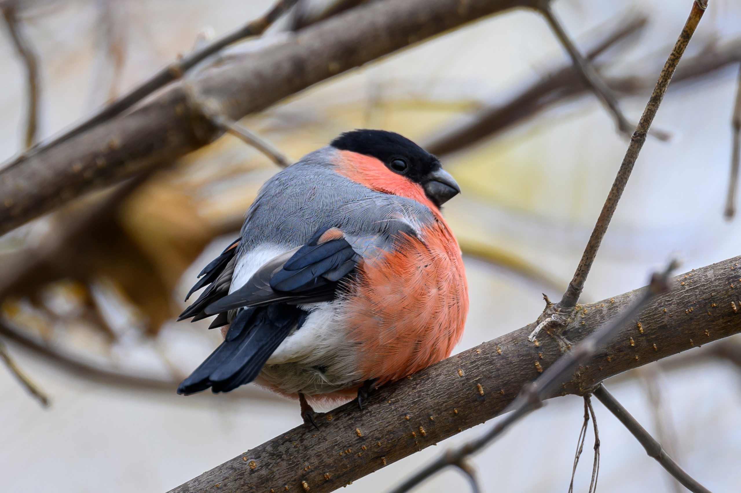 Осень. Олени, тетерева и снегири. Wildlife photography by Sergey Puponin