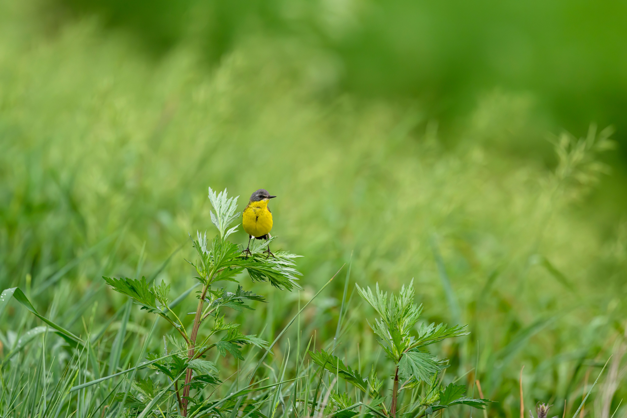 Веретенник. Фотограф Сергей Пупонин