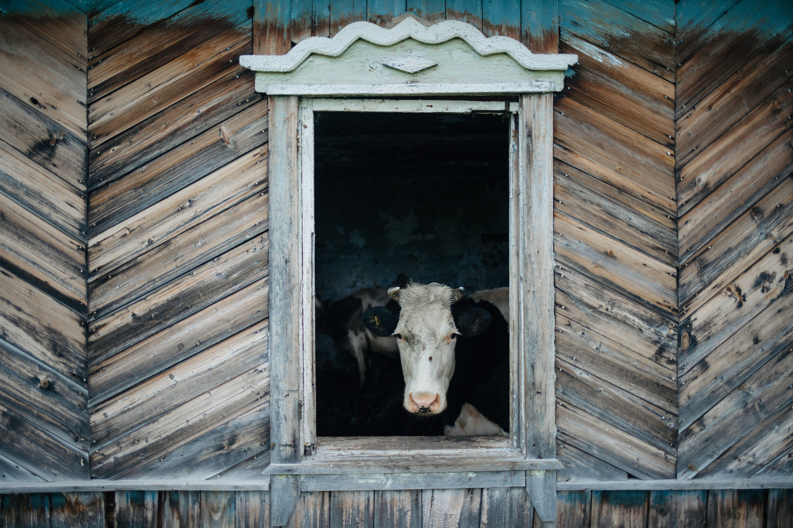 DOC. Photographer Alina Skitovich