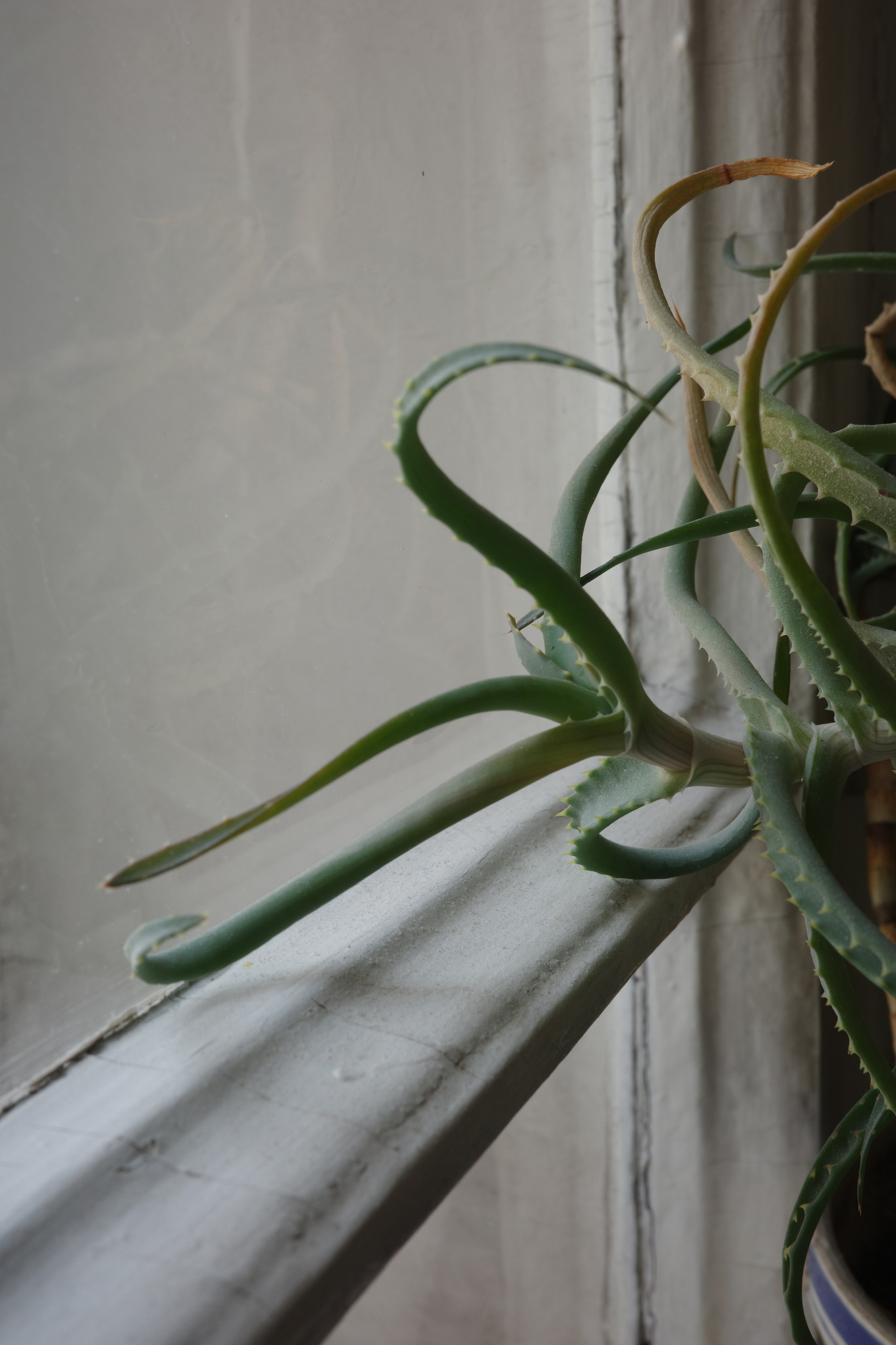 Алоэ 🌵. Миша Печёнкин | фотография