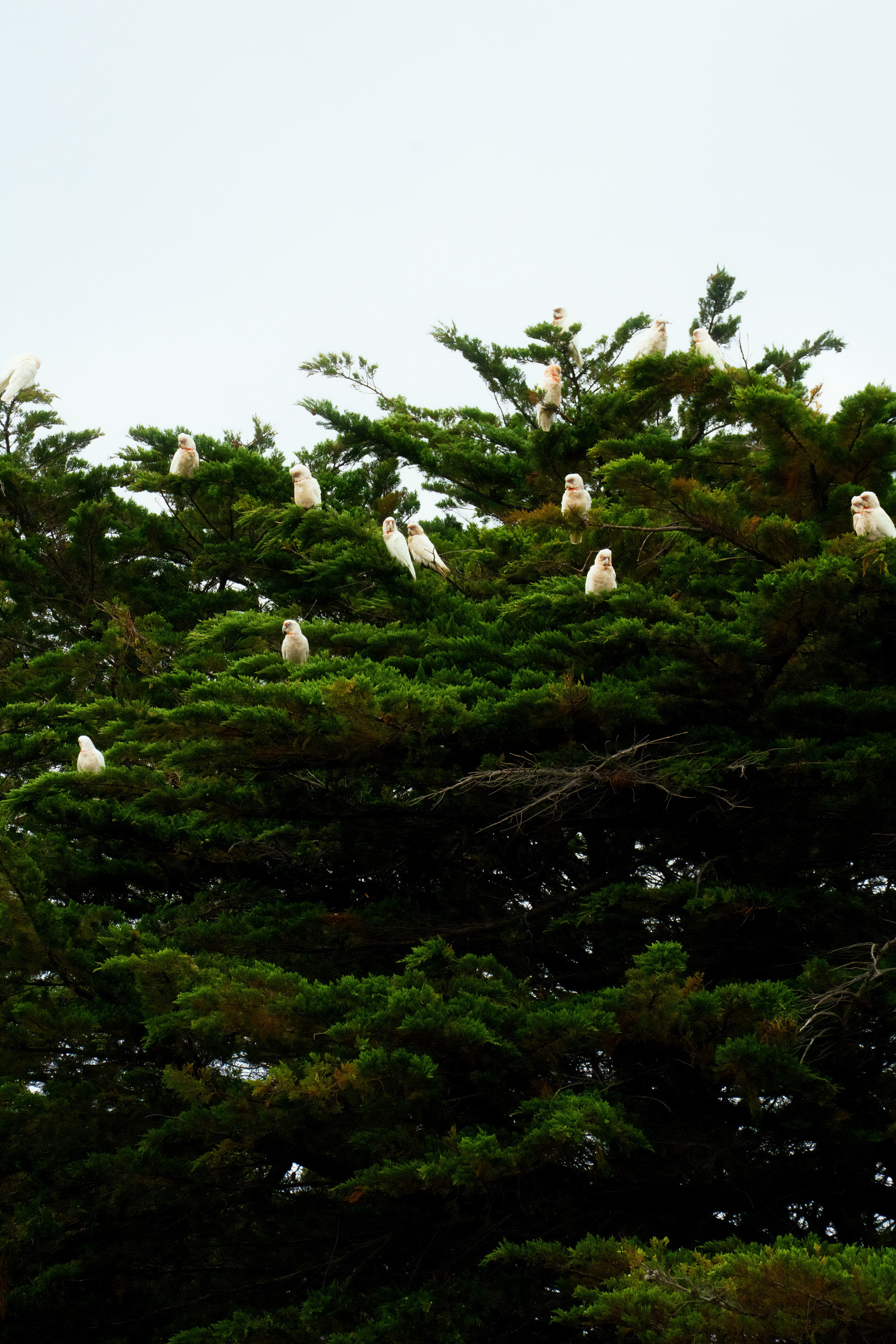 Австралия. Фотограф в Хабаровске. Фотография за 24 часа