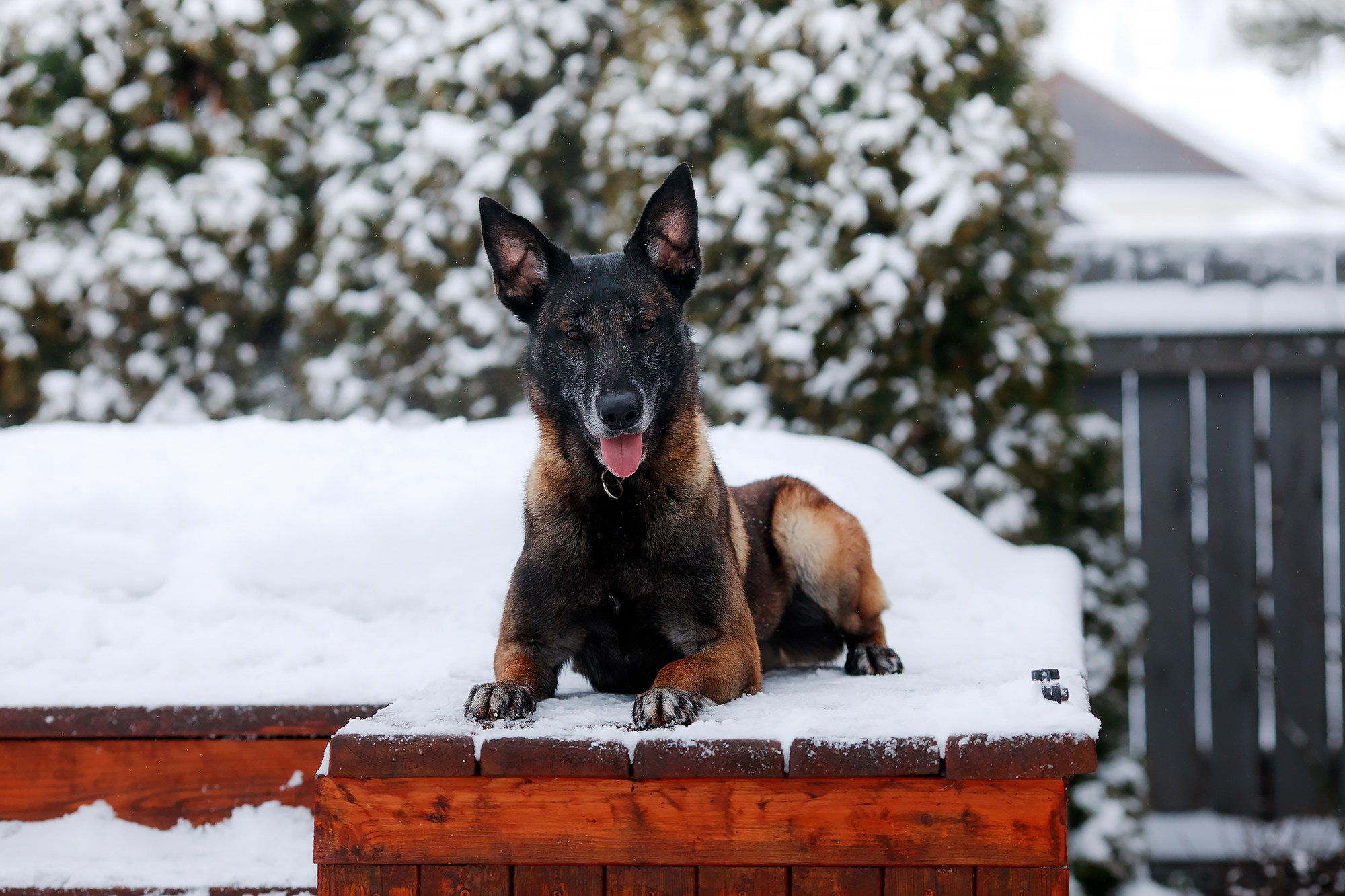 Зимние портреты. Фотограф-анималист Mary Mart — Москва, Питер