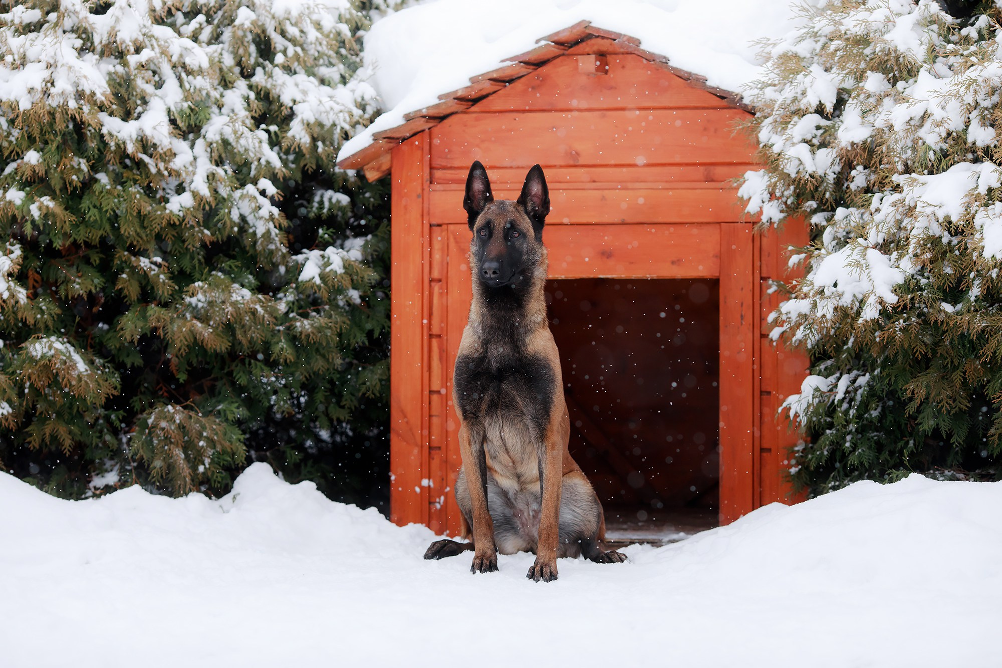 Зимние портреты. Фотограф-анималист Mary Mart — Москва, Питер