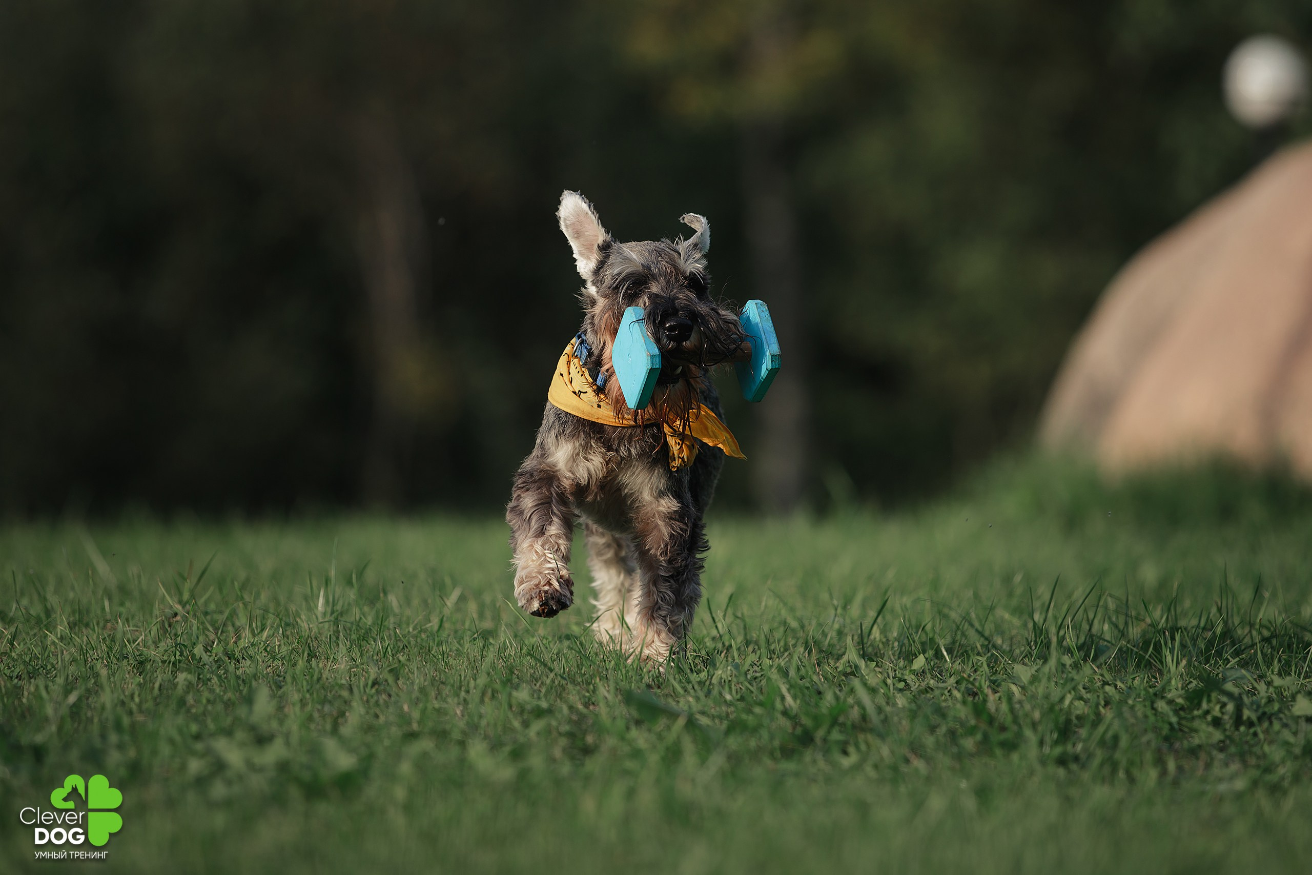 Кинологический лагерь CleverDog, 2024. Фотограф-анималист Mary Mart — Москва, Питер