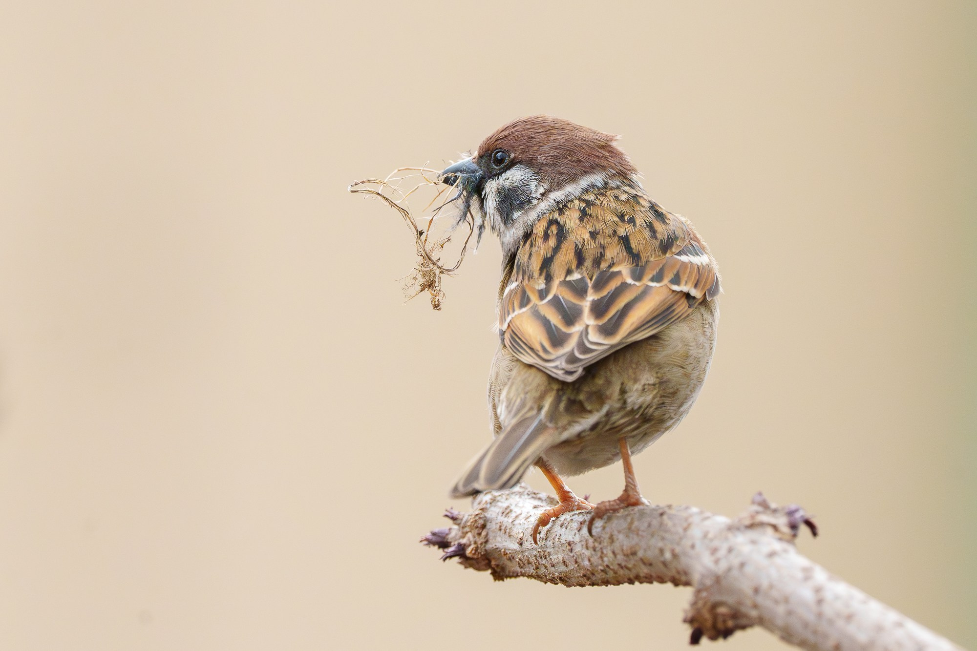 Удивительные мир птиц. Вокруг нас столько прекрасного — присмотритесь!. Ваш личный фотограф Марина Волкова