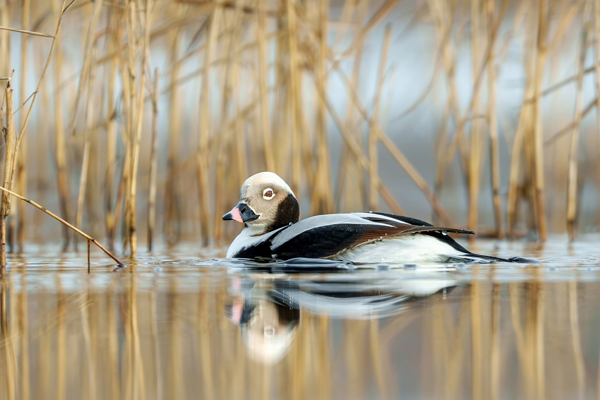 Удивительные мир птиц. Вокруг нас столько прекрасного — присмотритесь!. Ваш личный фотограф Марина Волкова