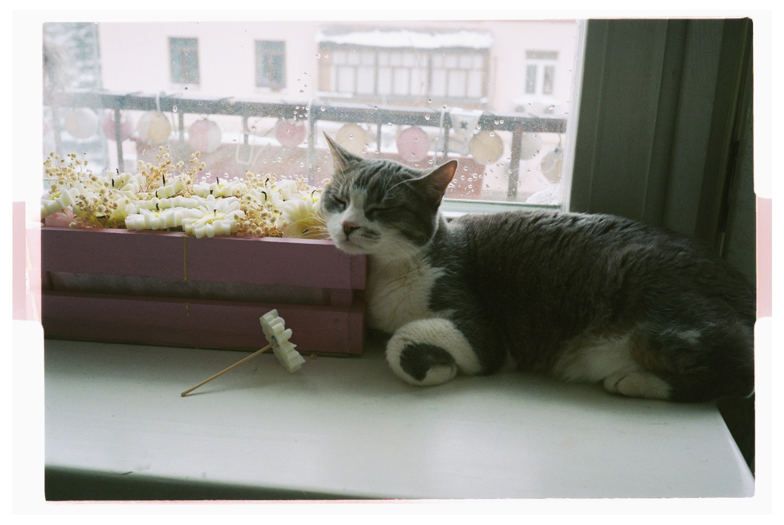 Winter/2025. Regina Platonova