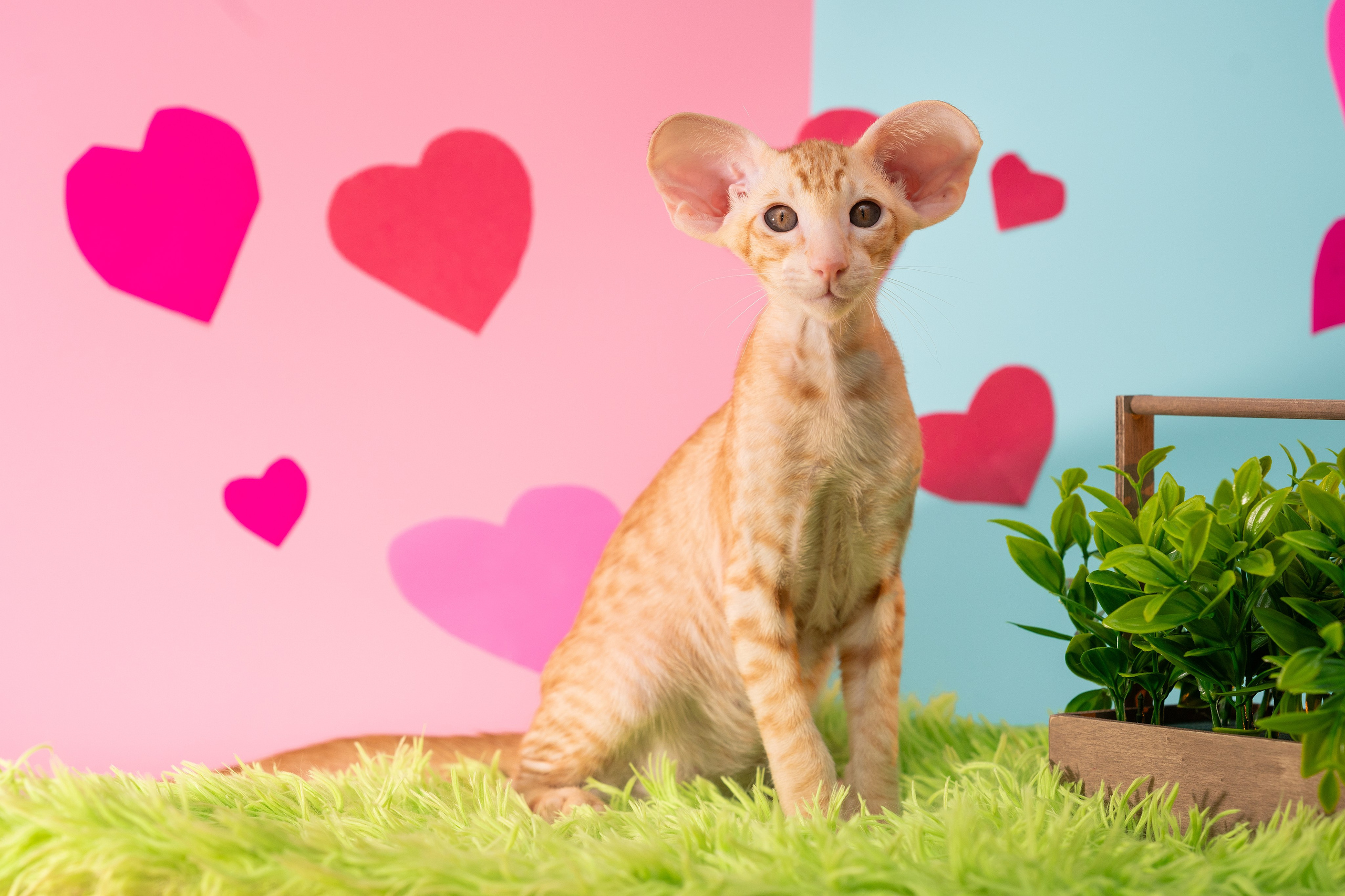 Заводчик Юлия Панова. Творческий фотограф Вологда