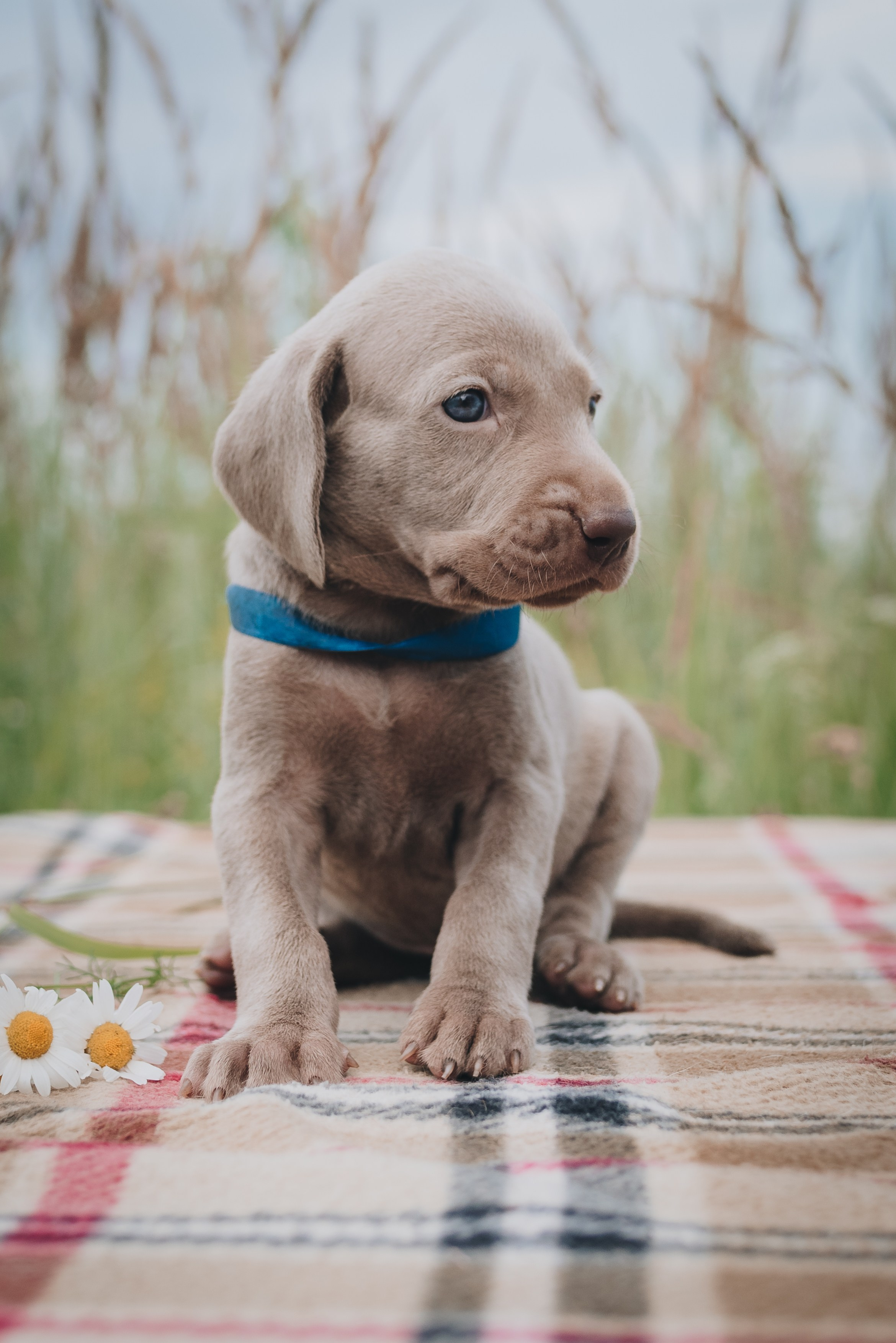 Weimaraner. Natalia Finch Photography — Family, Kids & Pet Photographer in Chicago, IL