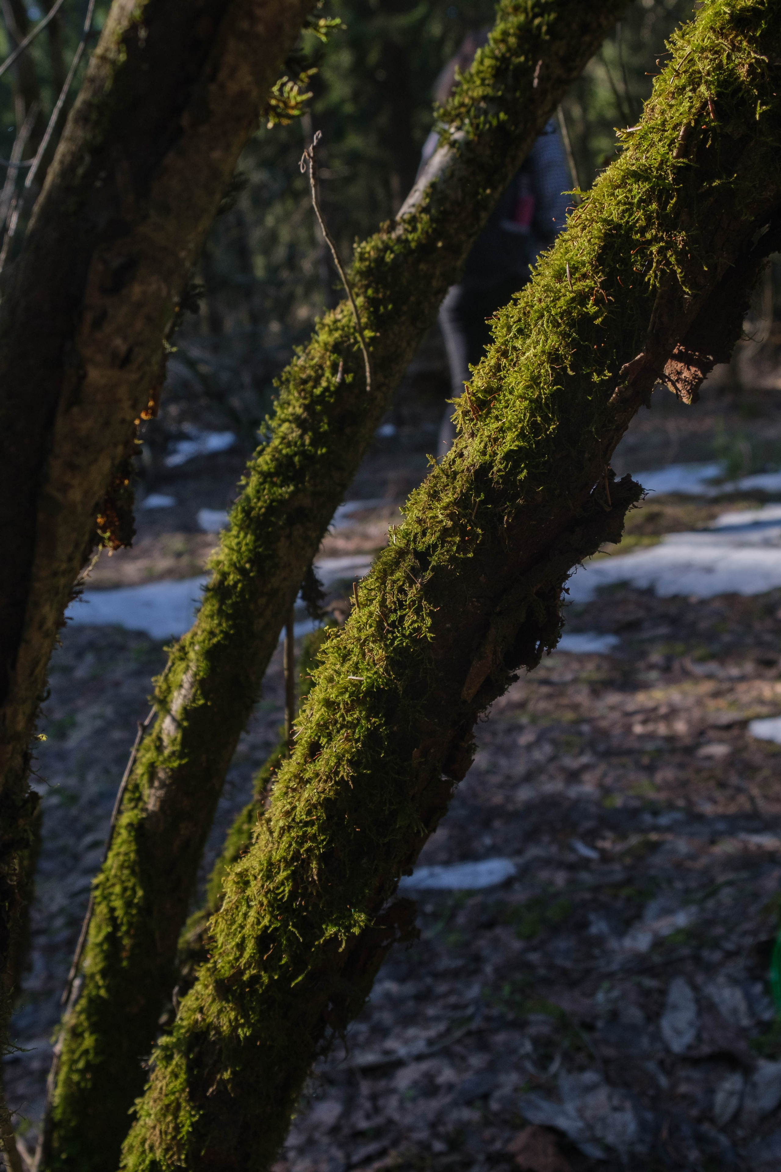 OPEN BAND ЛЁД | 09 марта 2025. Фотограф Диана Иремадзе