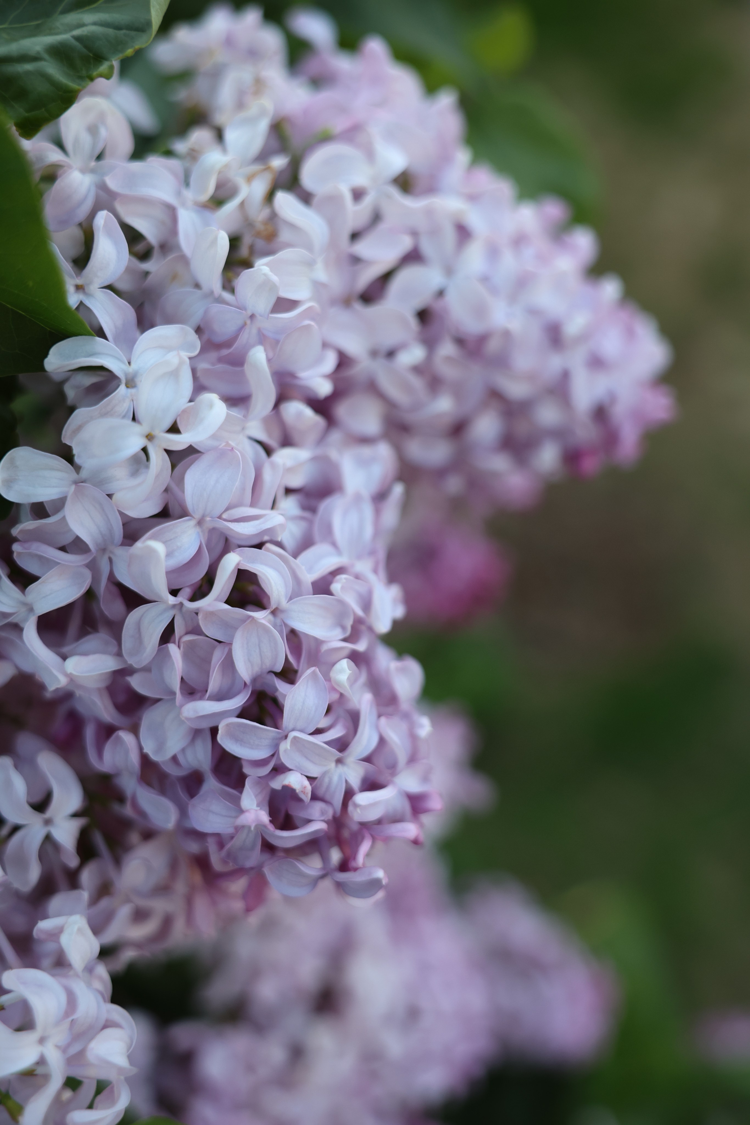 Катя, Мира и Полина. Прогулка в Москве. Ваш семейный newborn и lifestyle фотограф в СПБ Наталья Журавлева