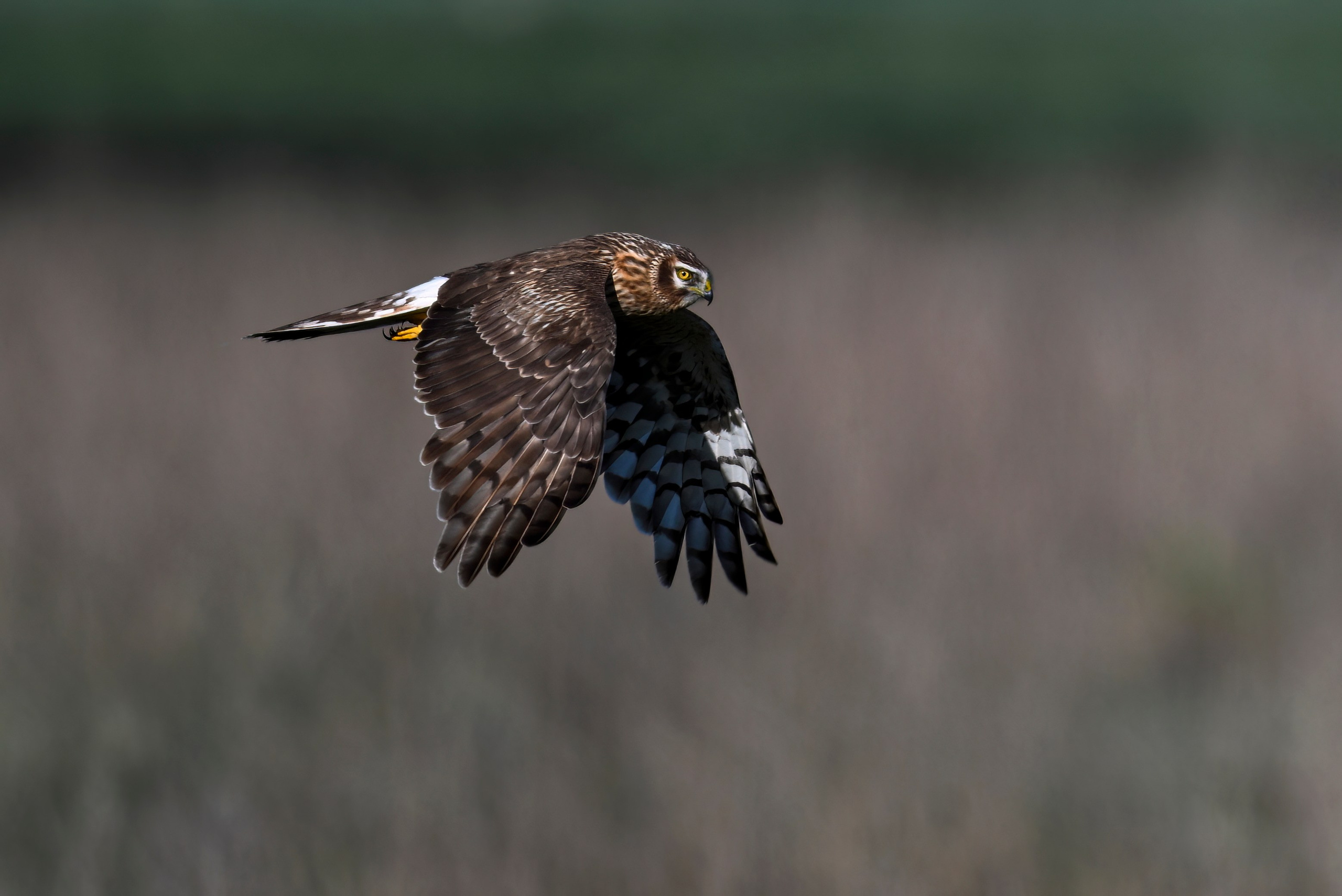 Драки лысух и лунь. Wildlife photography by Sergey Puponin