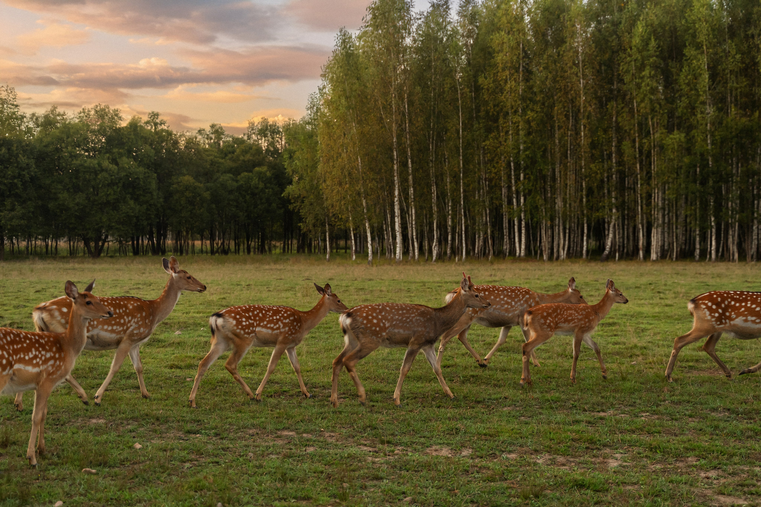Алина и Сергей. Фотограф Алина Филимонова Тверь