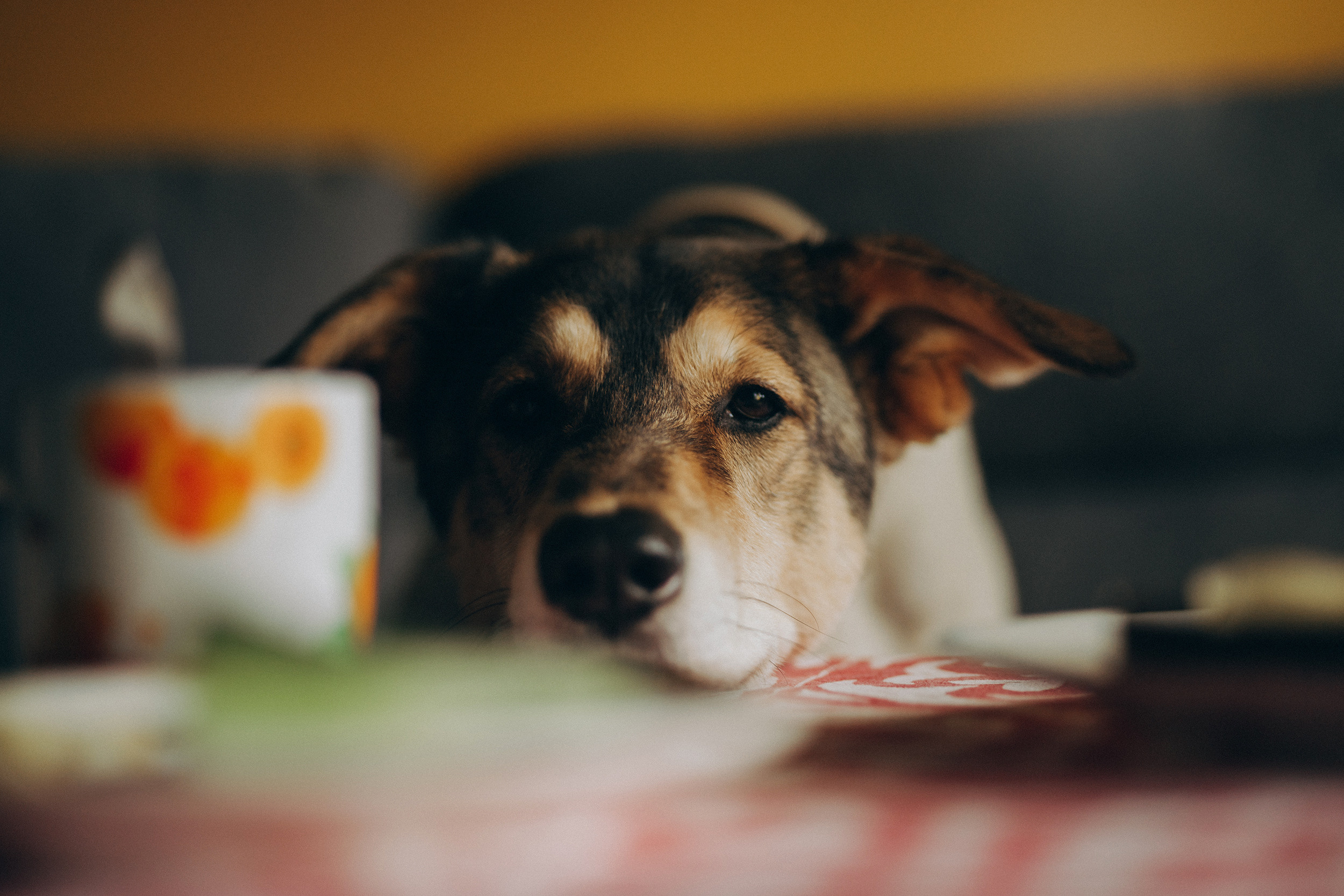 Съёмки дома. Детский и семейный фотограф — Калининград — Юля Насифуллина