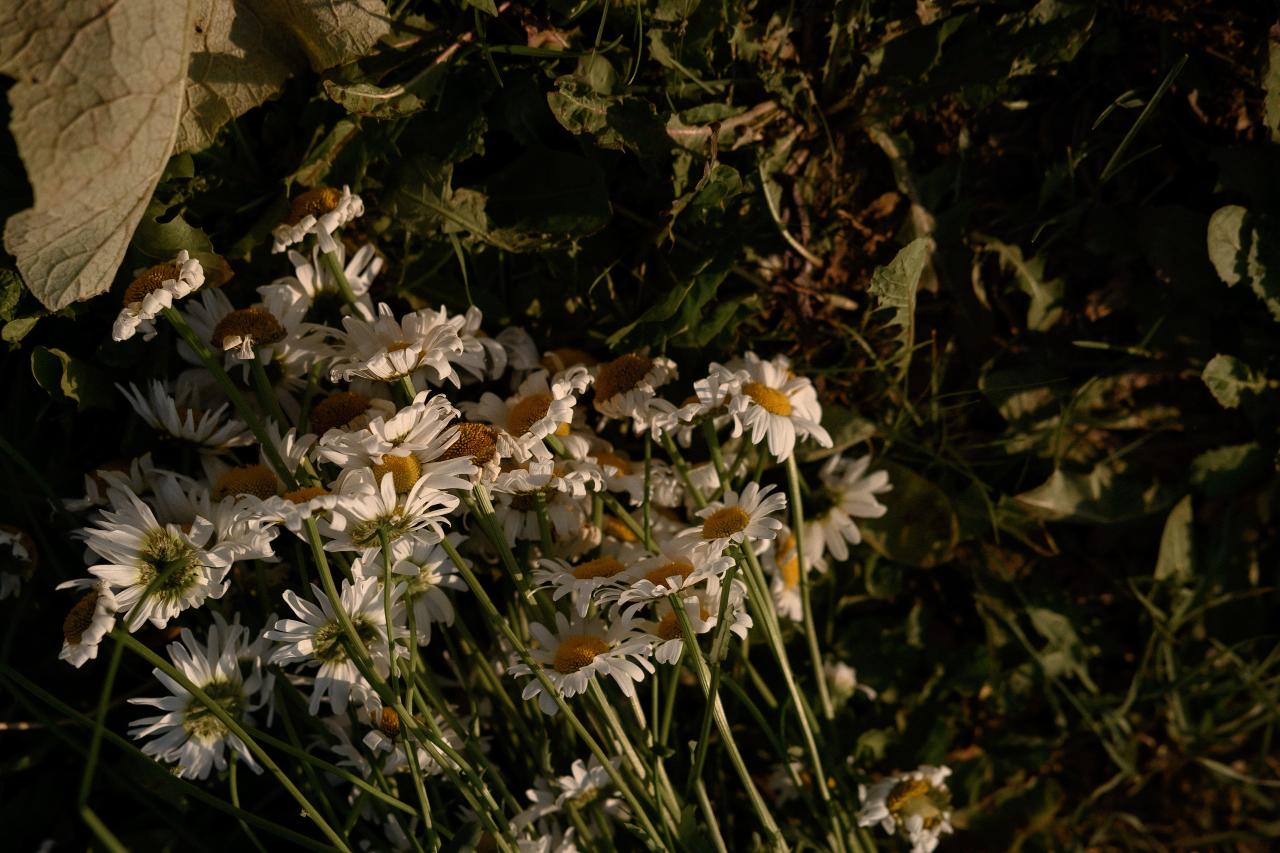 Вика и Николь. Семейный и свадебный lifestyle-фотограф в Москве Мария Петрова