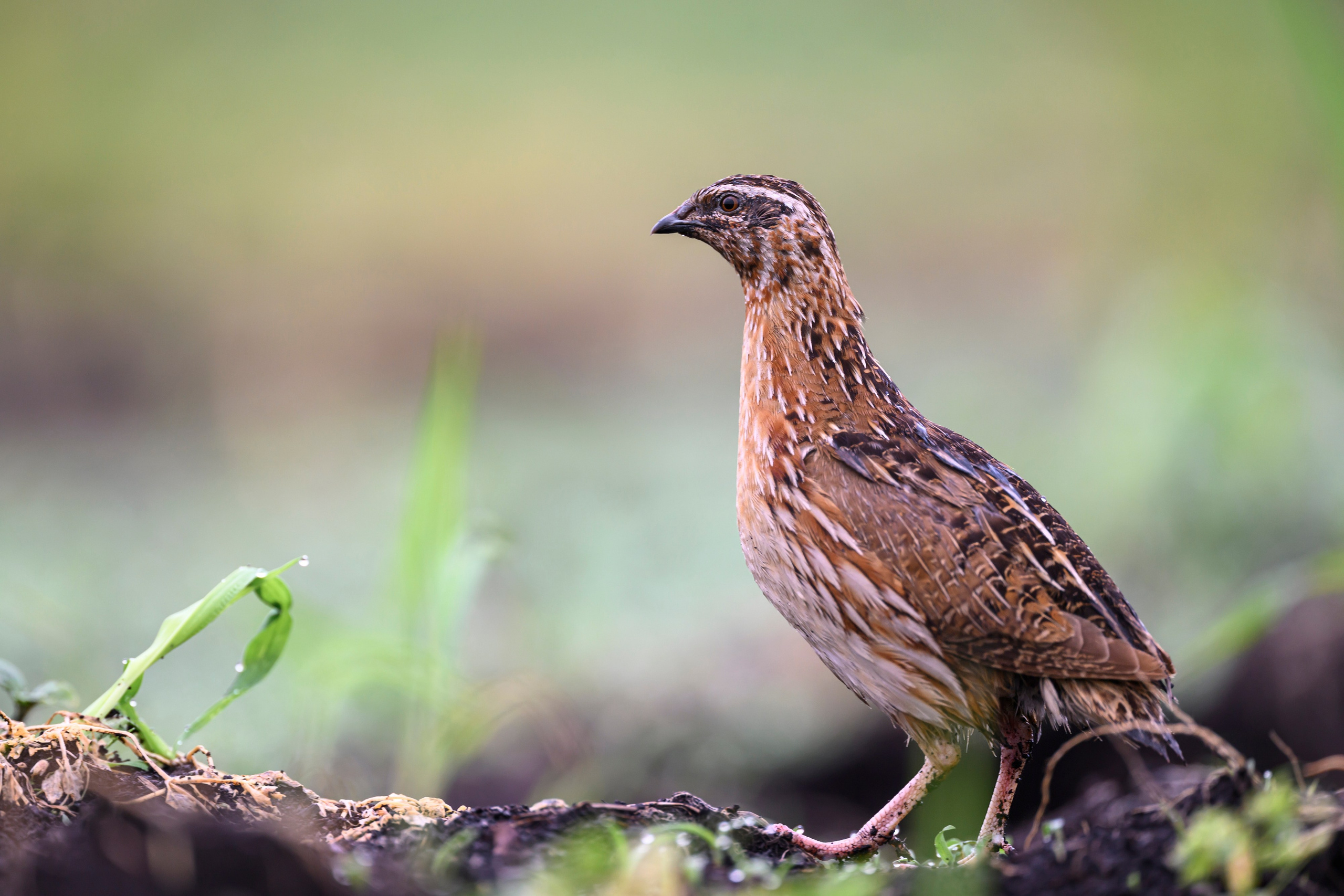 Перепела, часть III. Wildlife photography by Sergey Puponin