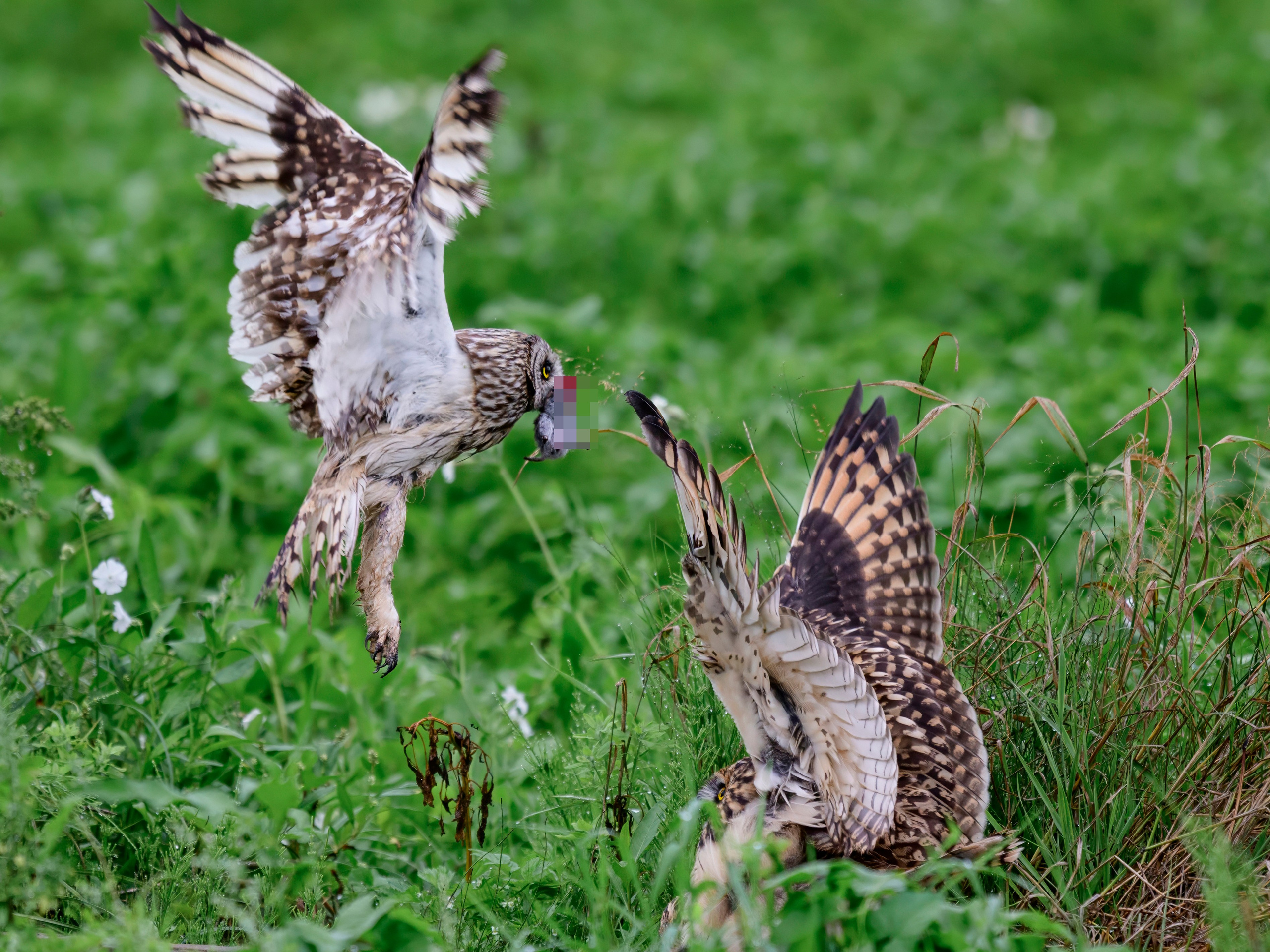 Совята не поделили завтрак. The owls didn't share their breakfast. Wildlife photography by Sergey Puponin