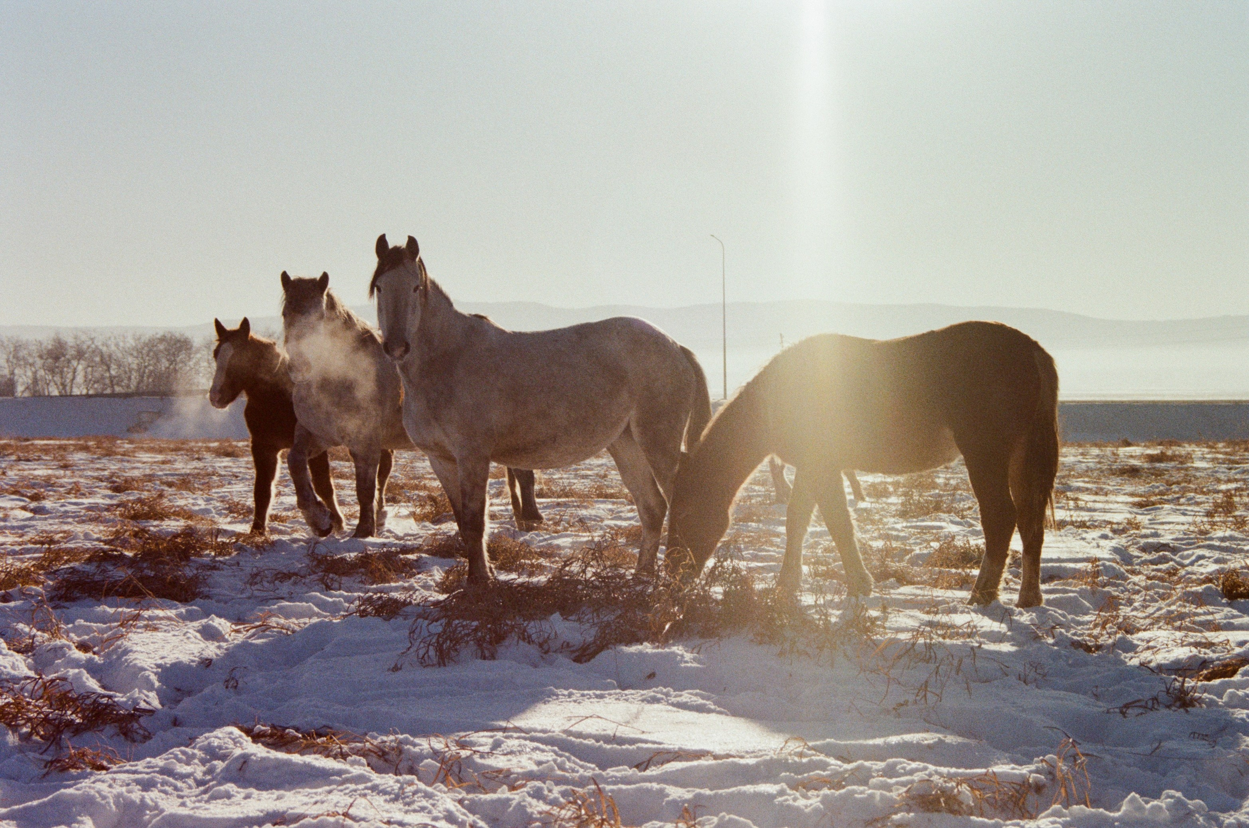 Пленка. Главная