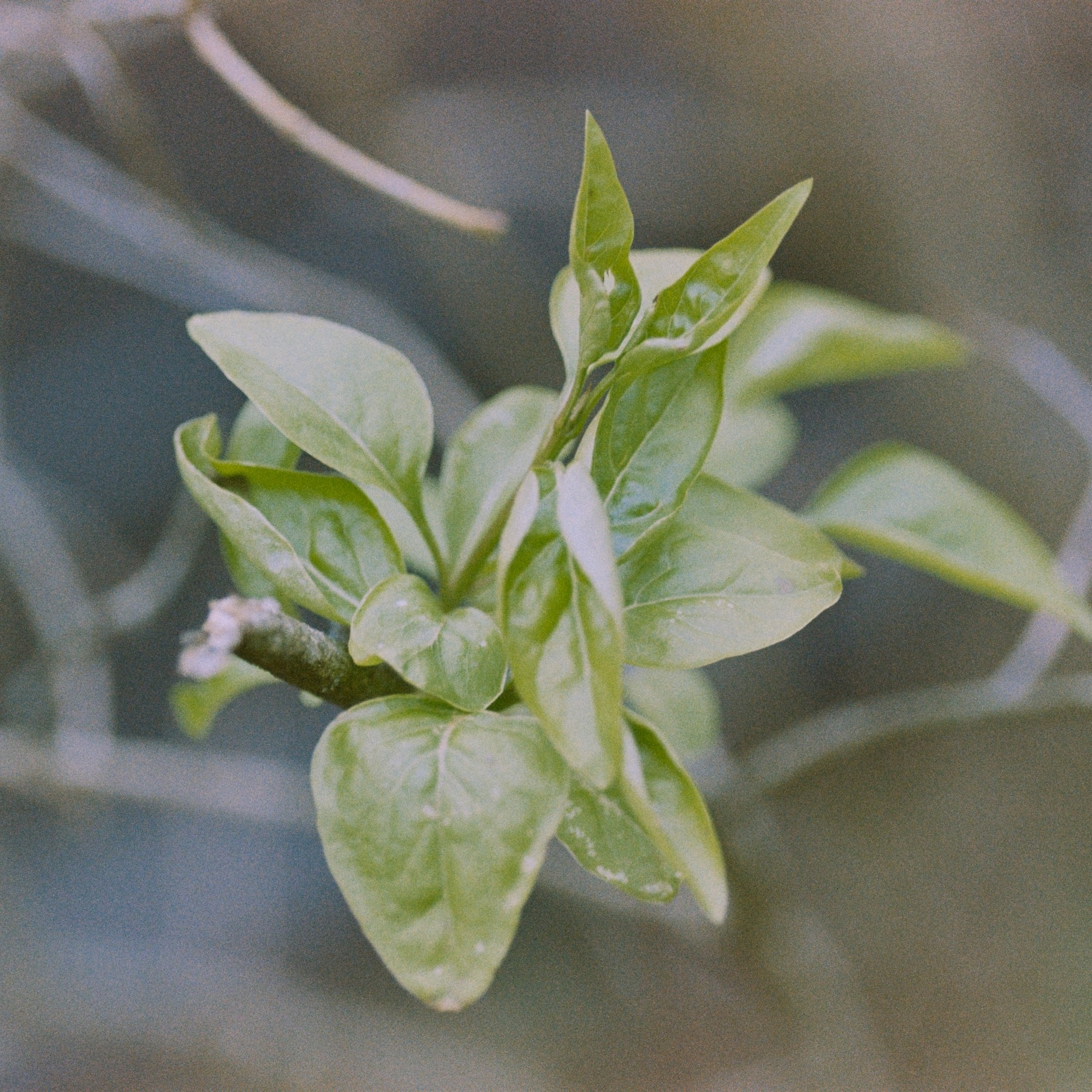 Осень на просроченную Kodak Color Plus 200 и Contax N1 с макро-объекти