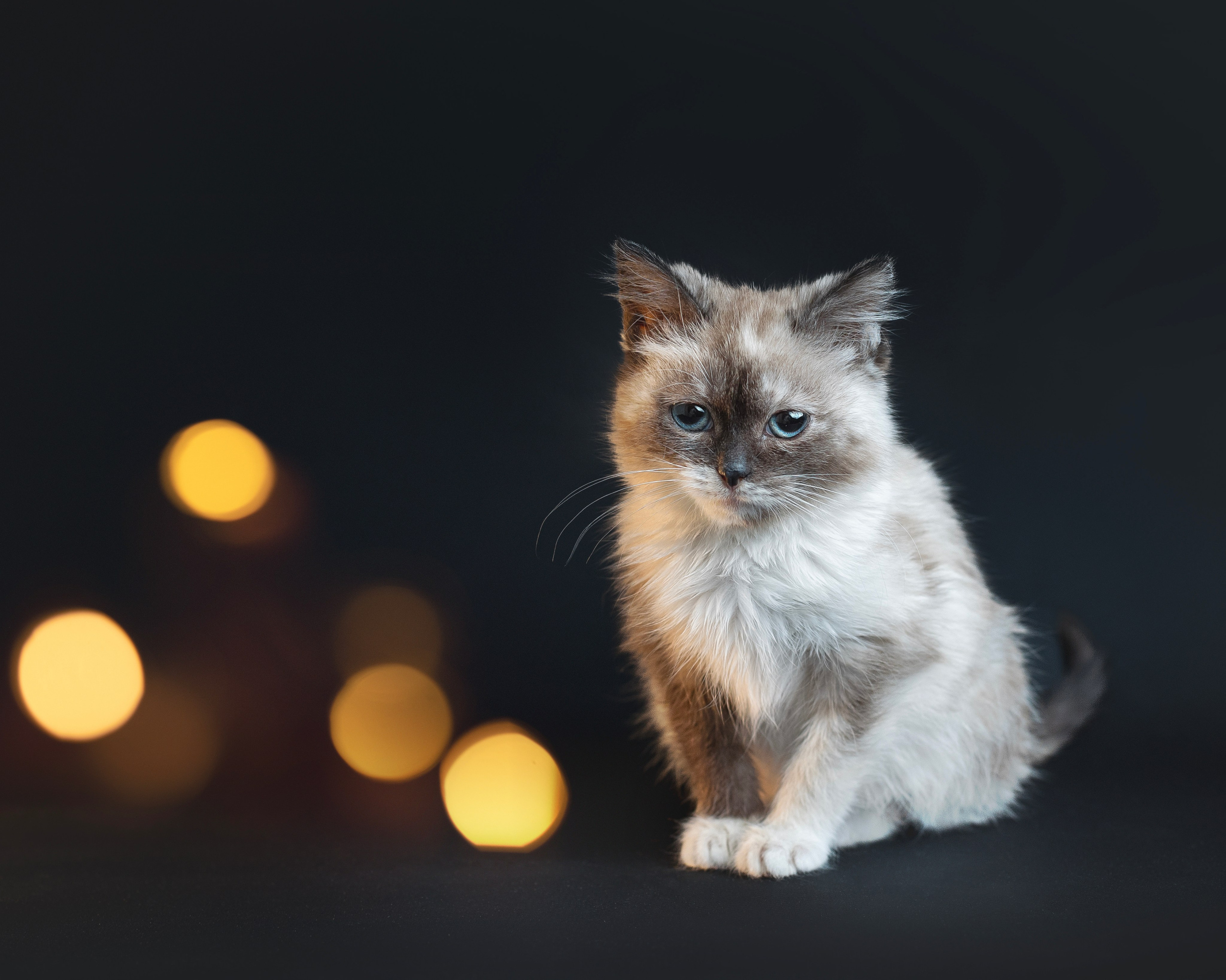 Кошки. Фотограф анималист в Москве Майорова Евгения