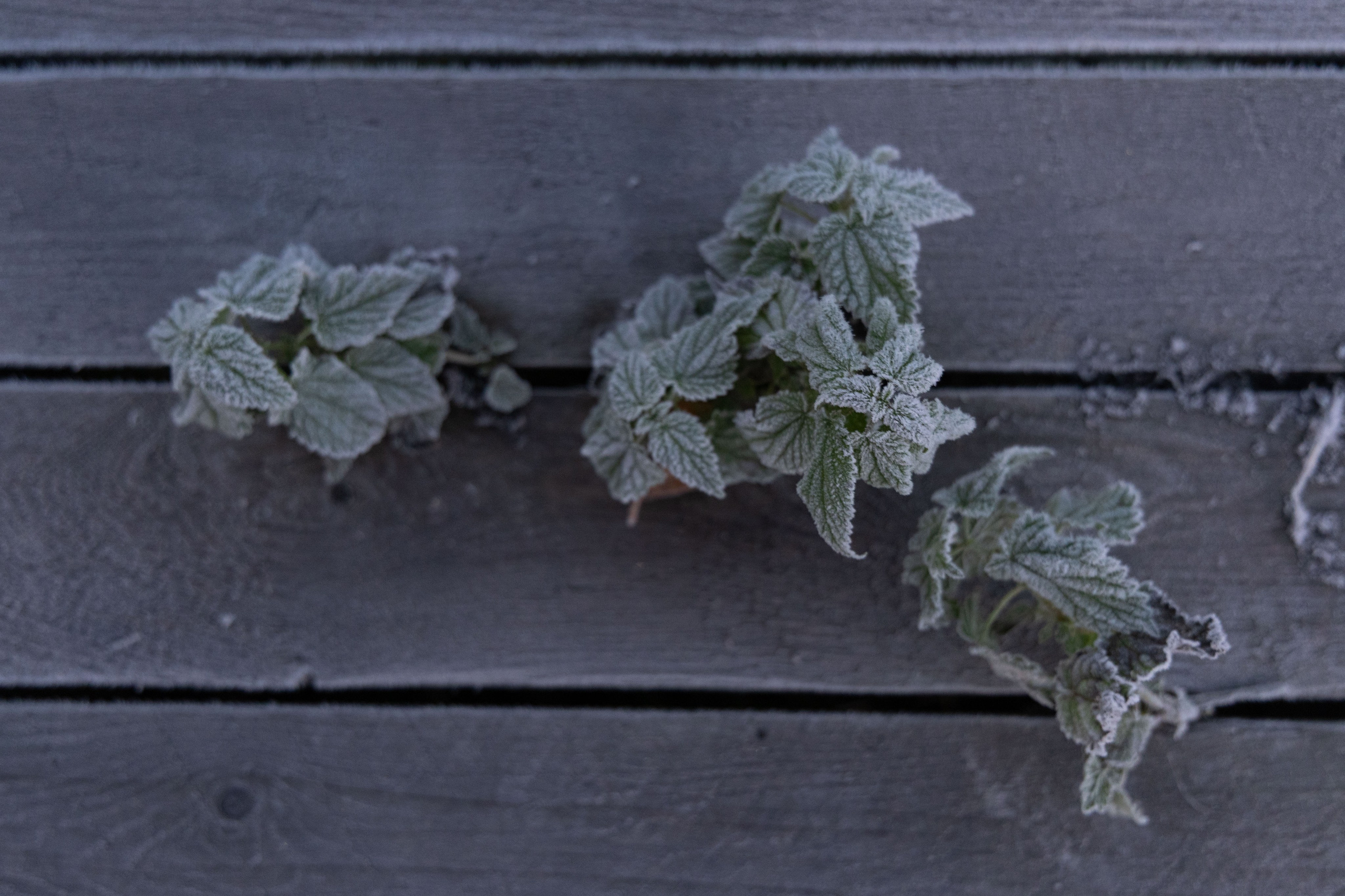 Природа Карелии октябрь 2025. Портретный и семейный фотограф Санкт-Петербург