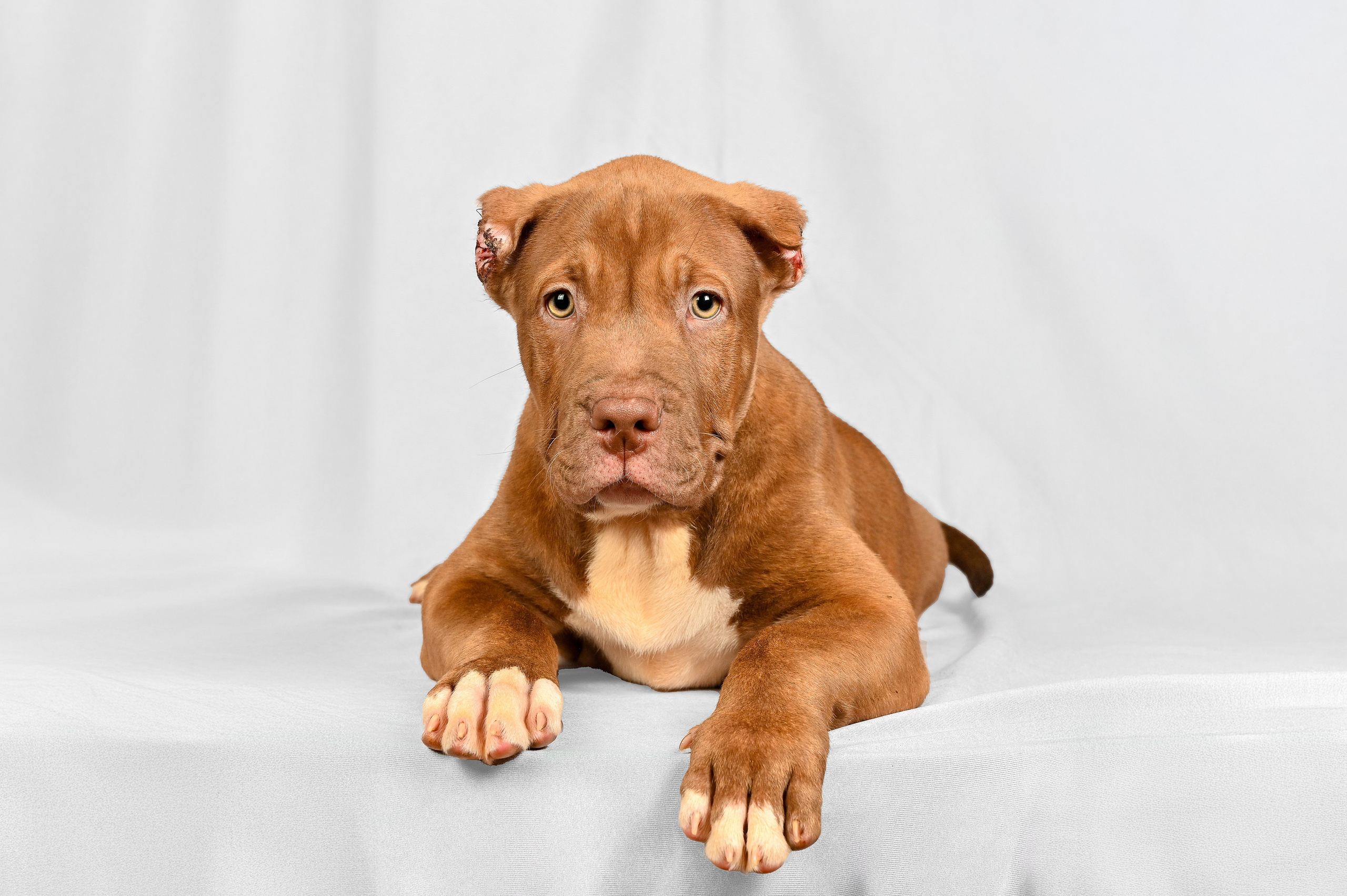 Питомцы. Интерьерный фотограф. Фото- видеосъемка недвижимости Санкт-Петербург