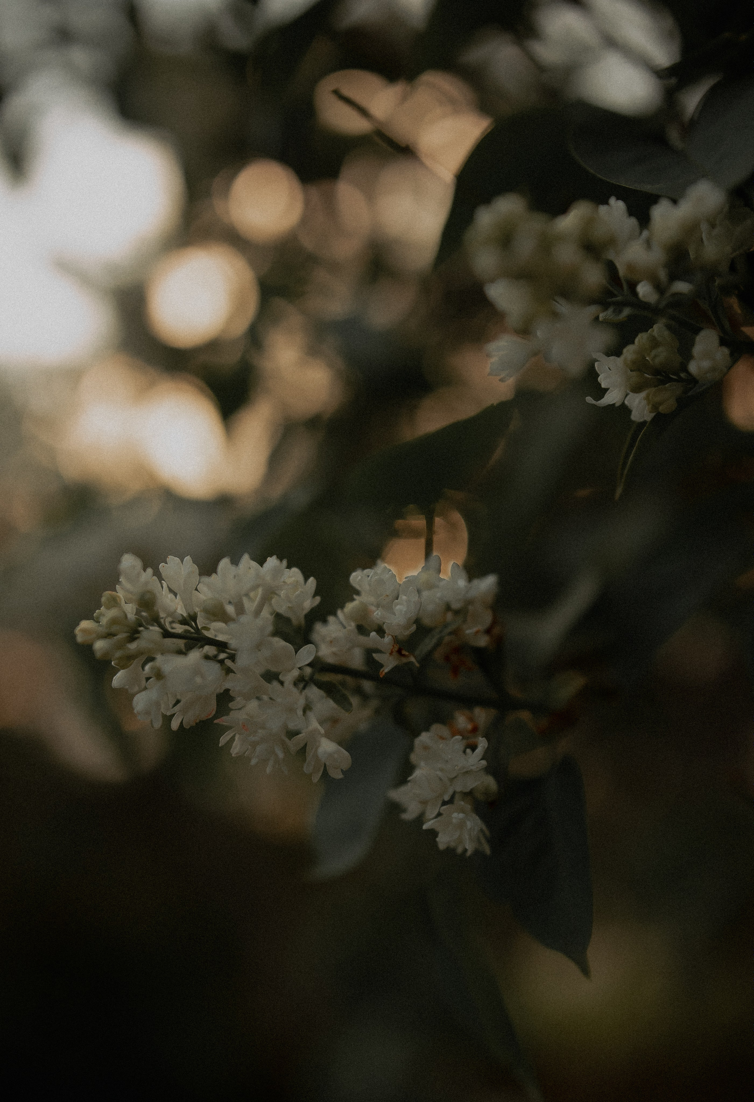 «Пусть нам кружит голову месяц май». Твой проводник в мир ушедших эпох, романтики и женственности