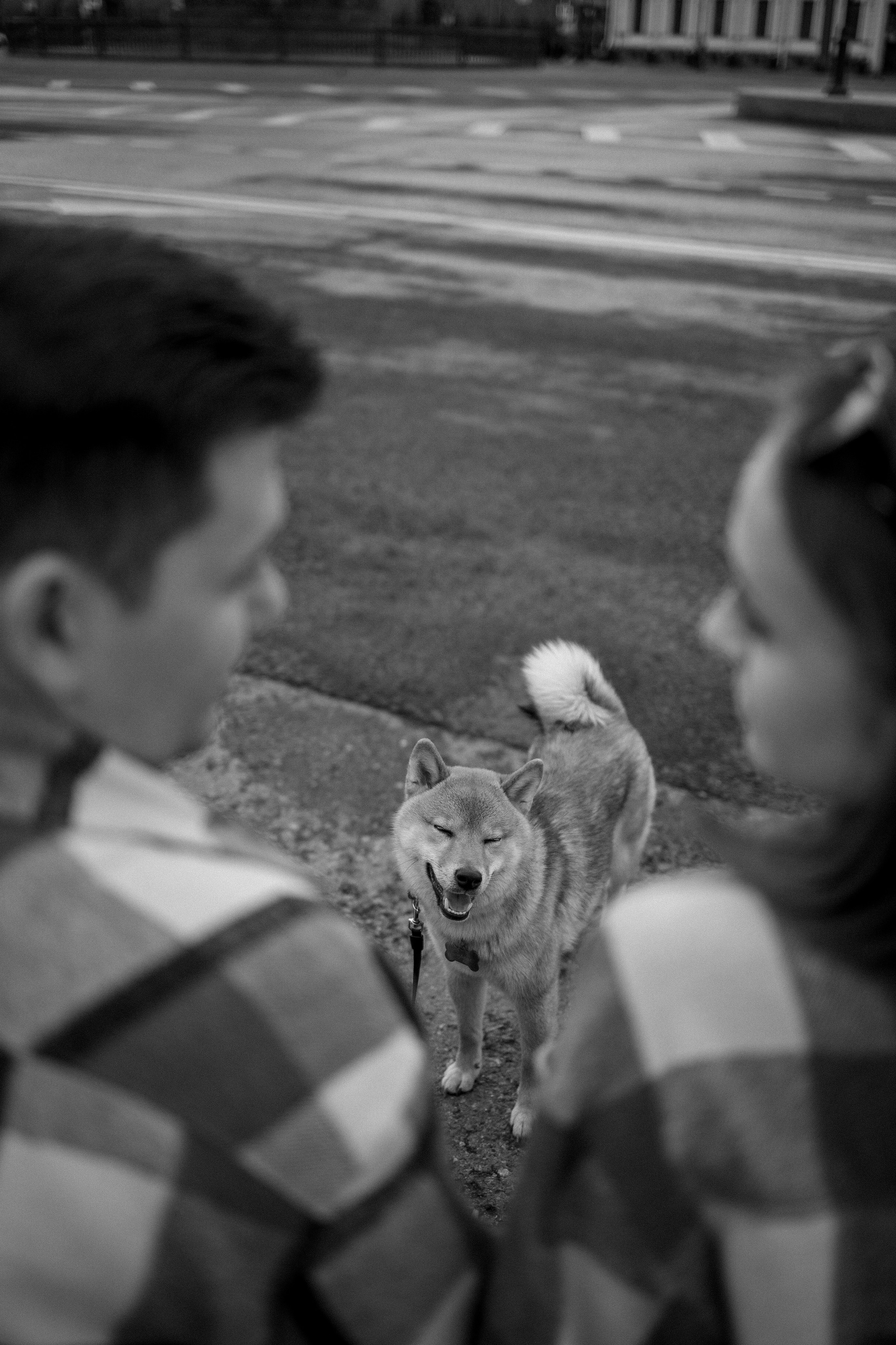 Сириус и его семья. Фотограф — Анималист | Санкт-Петербург