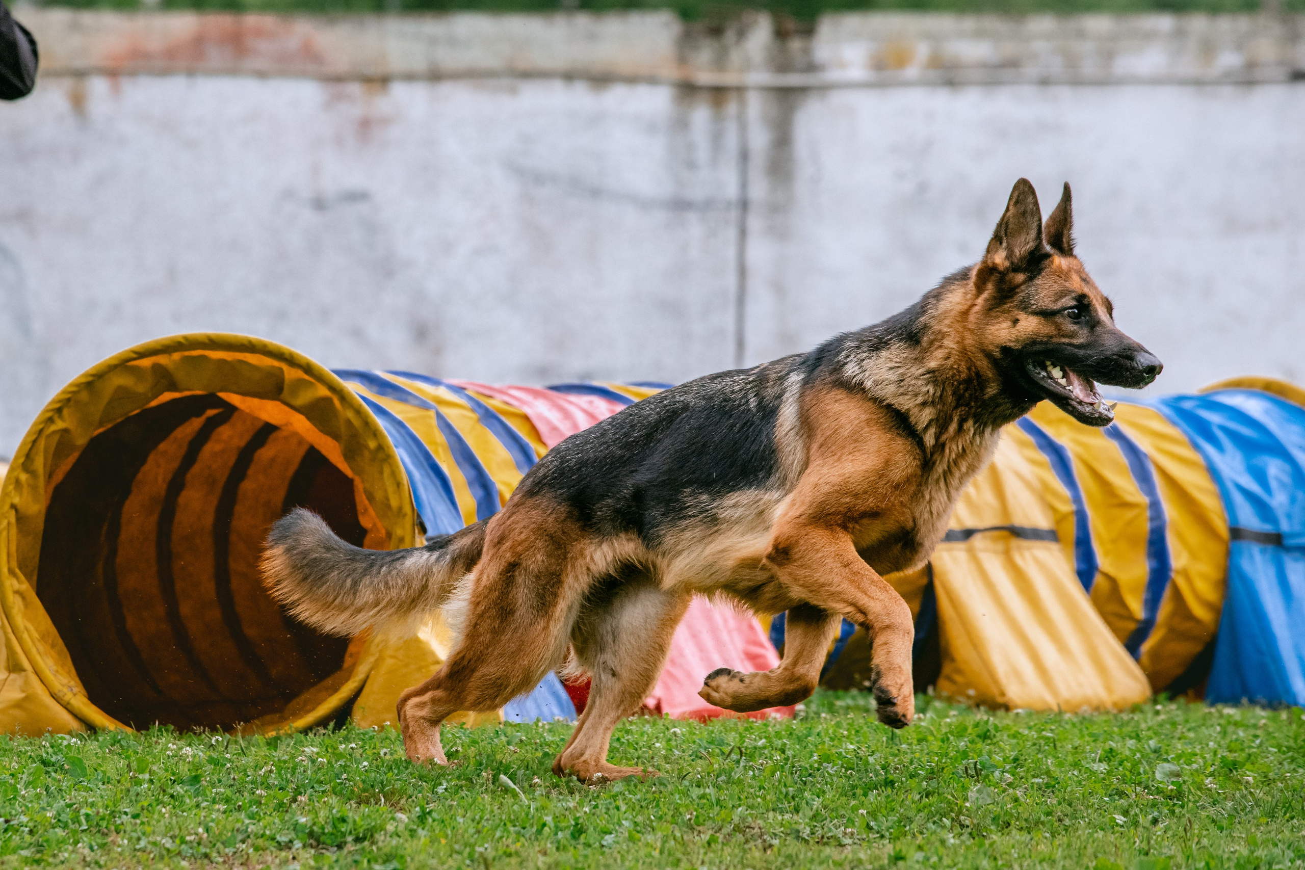 Соревнования по аджилити Долгопрудный 30.06.2025. Фотограф-анималист Татьяна Степанова
