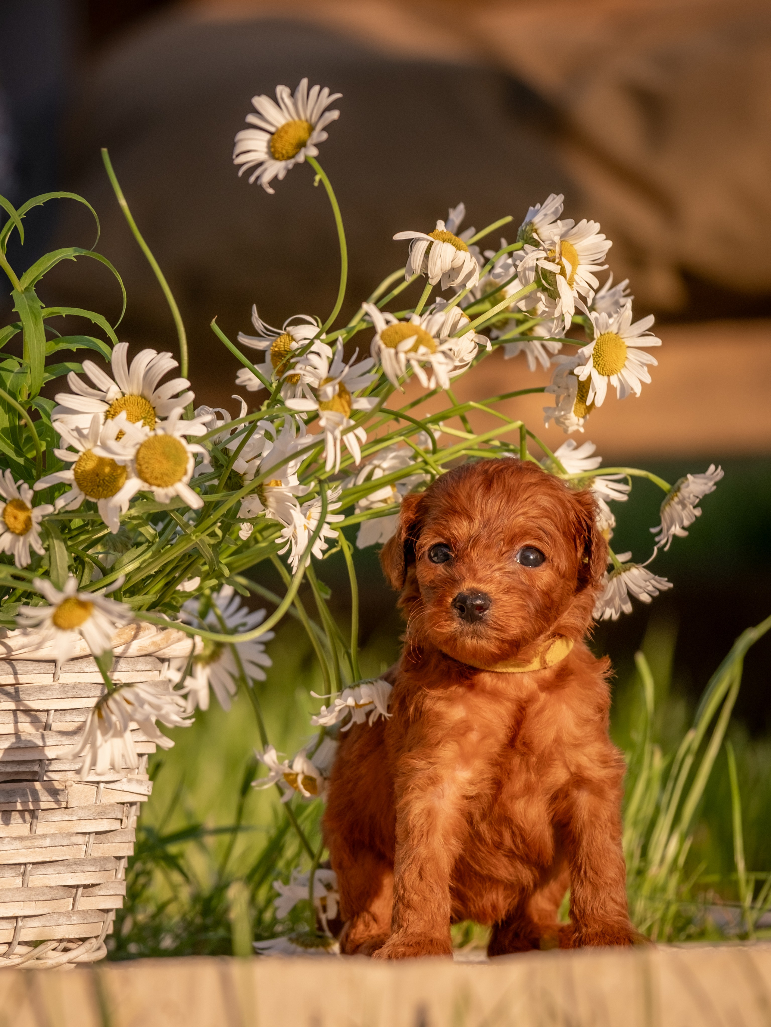 Неповторимые лабрадудли для Елены). Зоофотограф, фотограф животных в Москве и области Дина Дамоцева