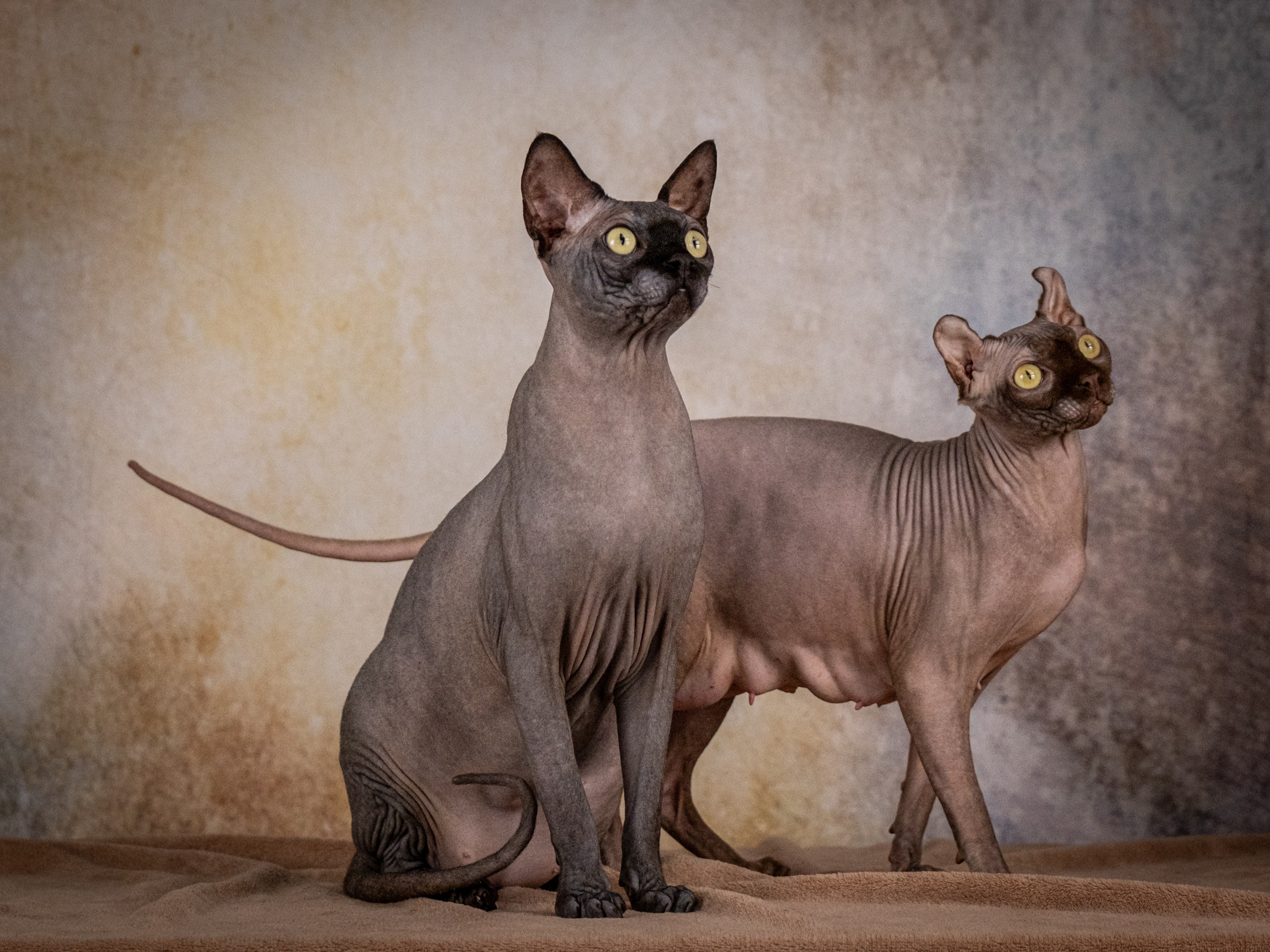 Сфинксы и эльфы для Никиты!. Зоофотограф, фотограф животных в Москве и области Дина Дамоцева