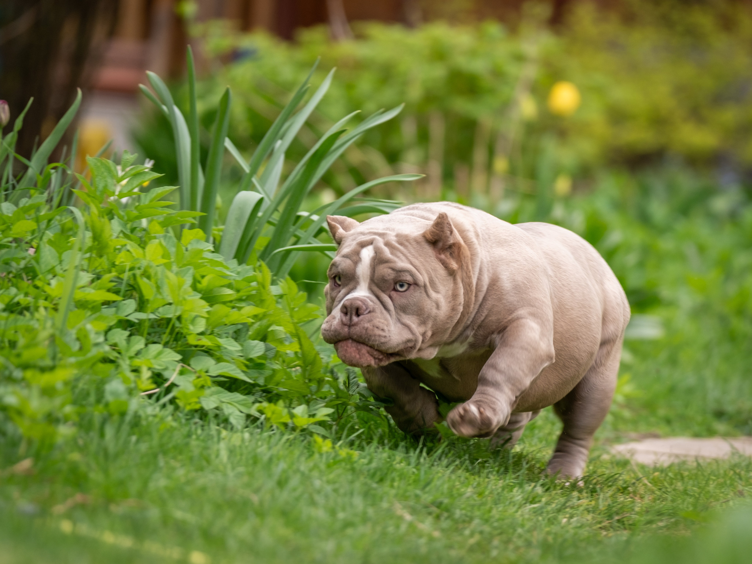 Американские булки для Ирины). Зоофотограф, фотограф животных в Москве и области Дина Дамоцева