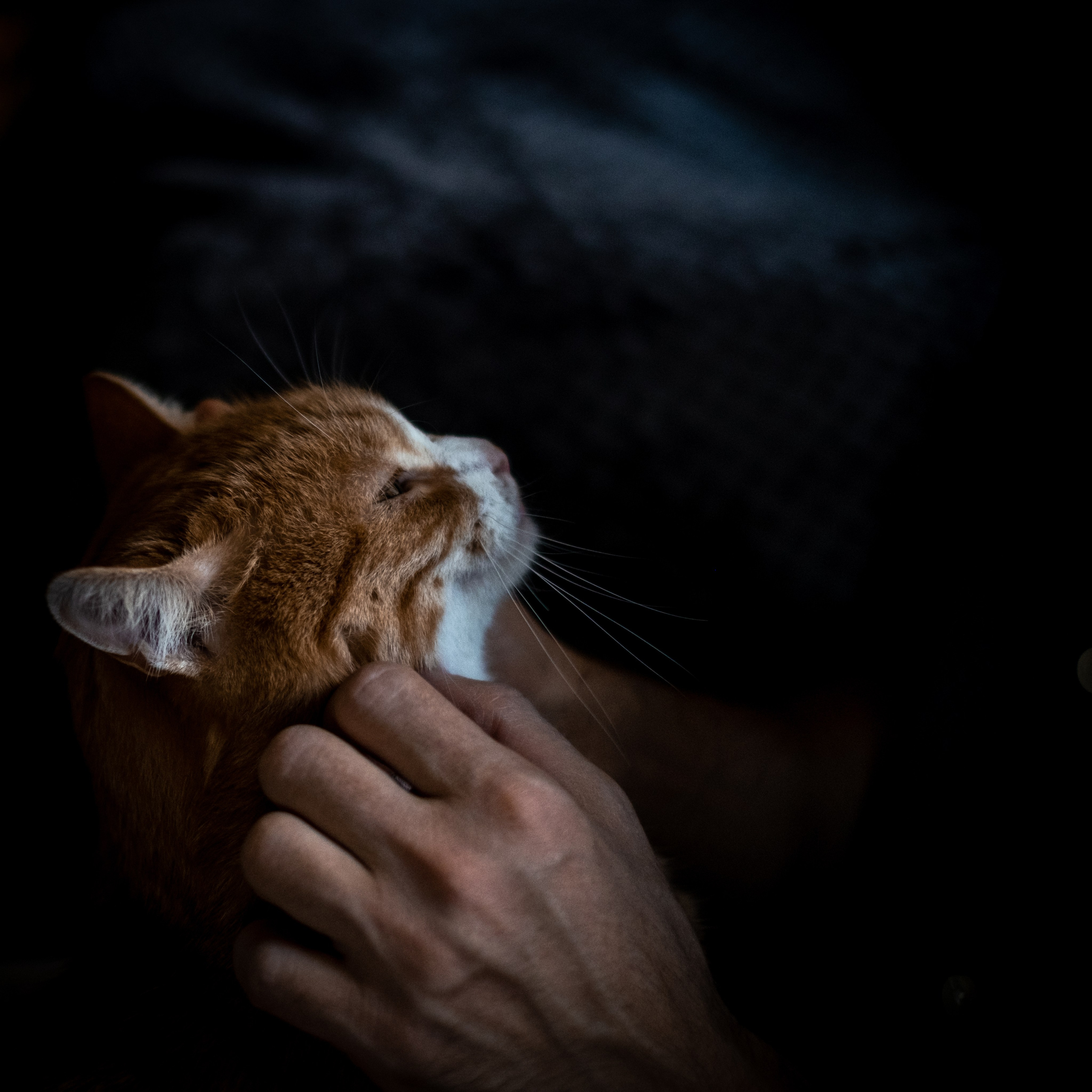 Нюша и Лучик для Антона!. Зоофотограф, фотограф животных в Москве и области Дина Дамоцева