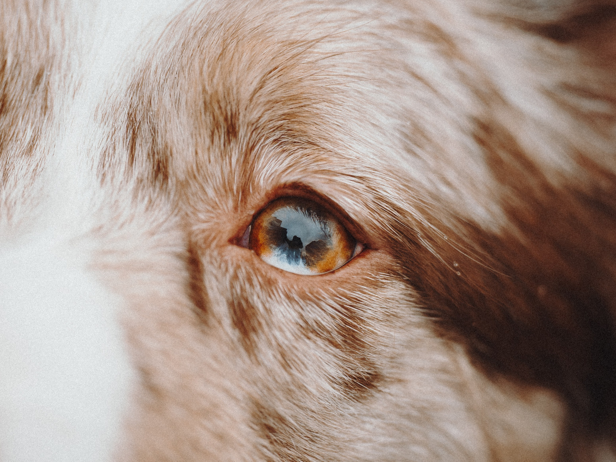 Стоимость. Семейный фотограф анималист Ананьева Мария — Москва