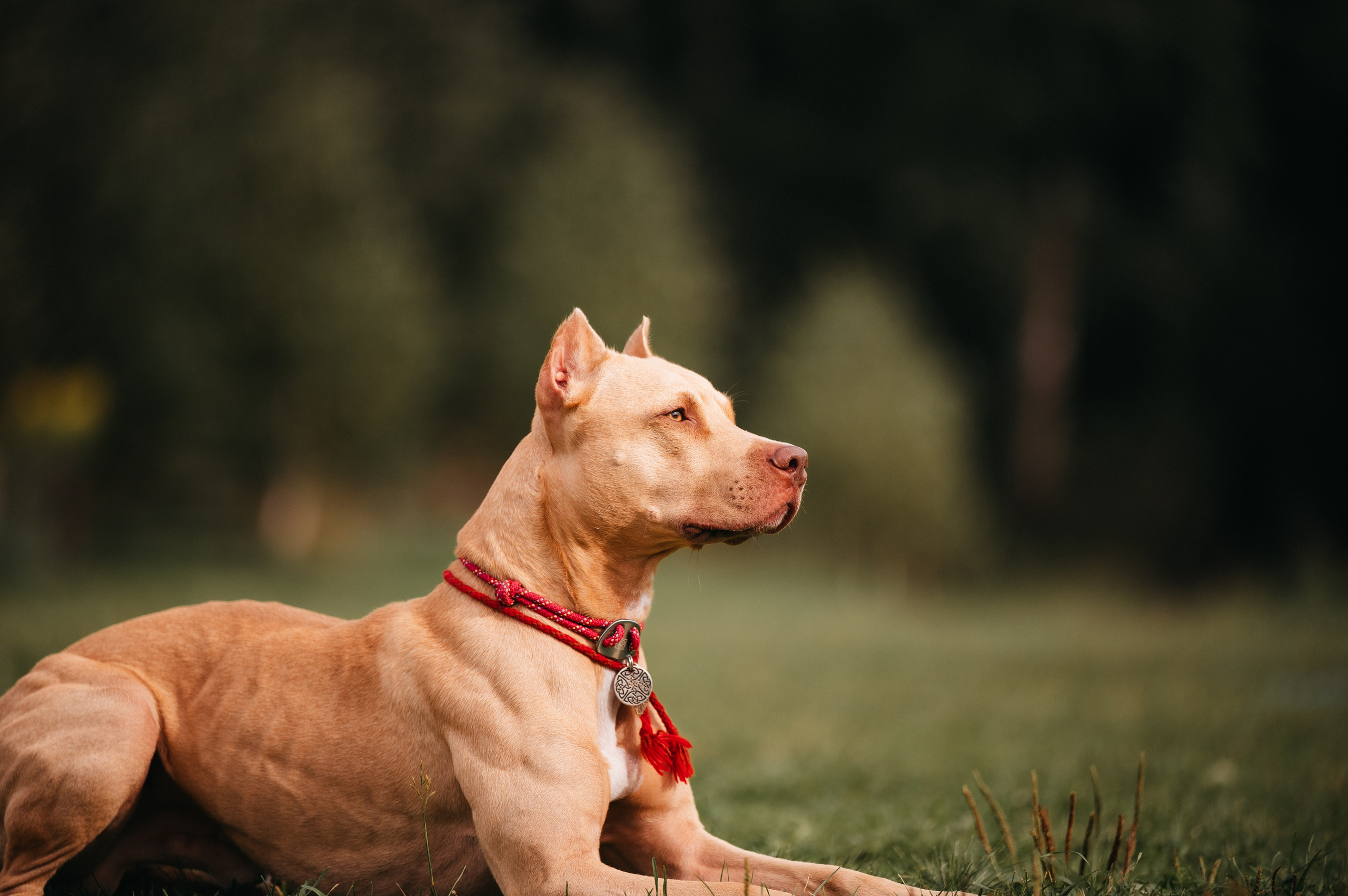 Аня и Печенька. Семейный фотограф анималист Ананьева Мария — Москва