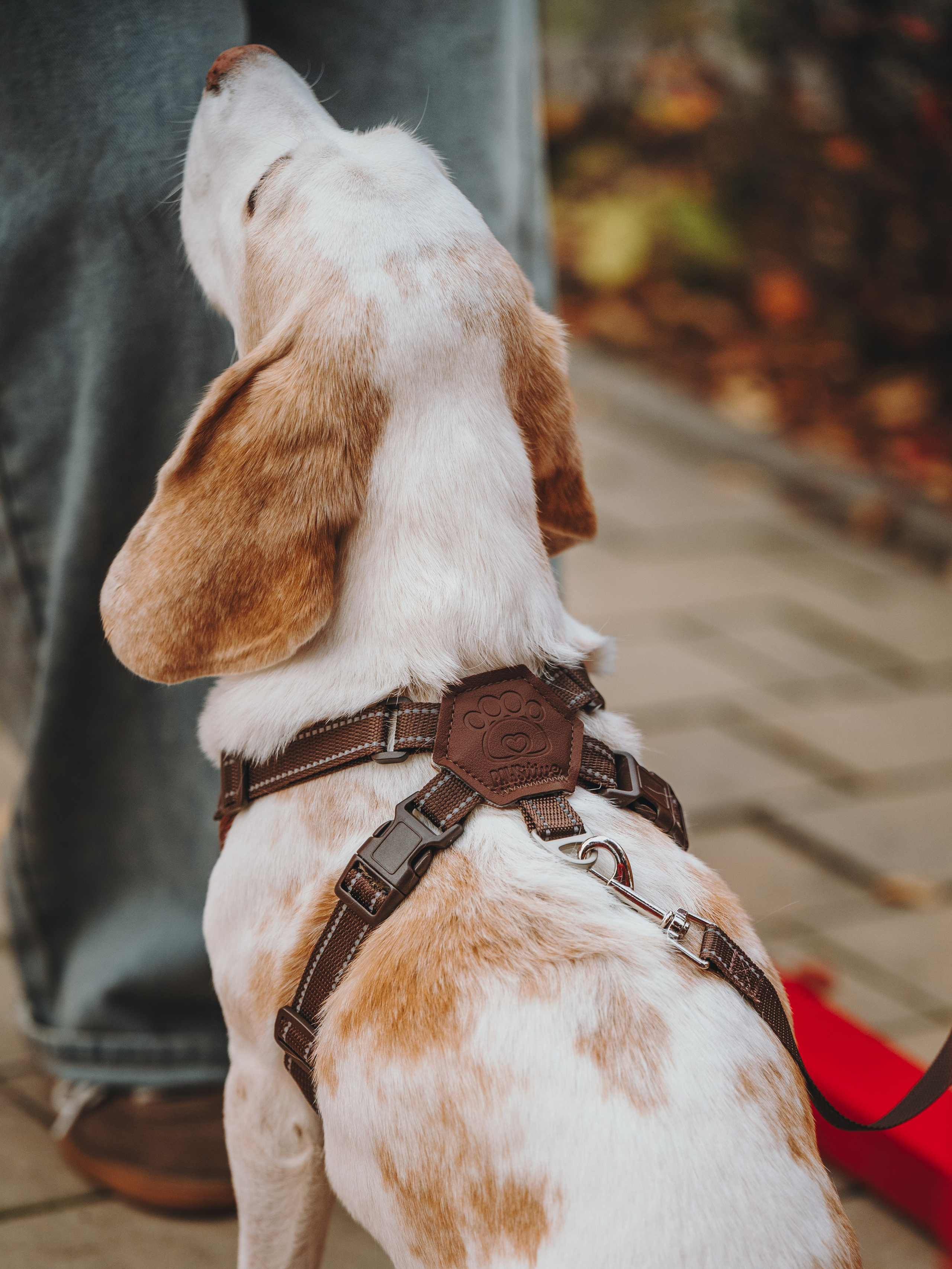 Pawsitive. Семейный фотограф анималист Ананьева Мария — Москва