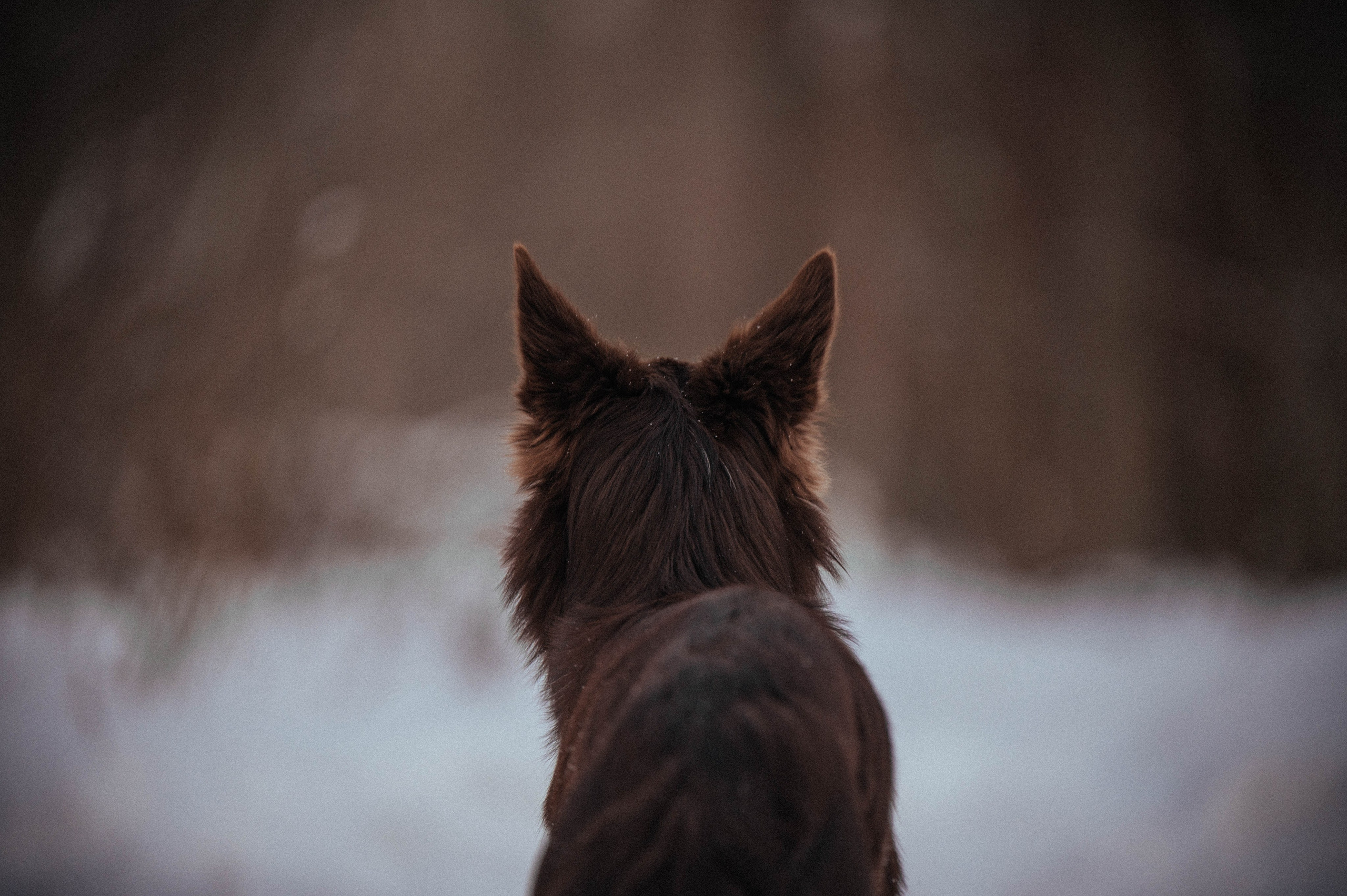Даша и Мика. Семейный фотограф анималист Ананьева Мария — Москва
