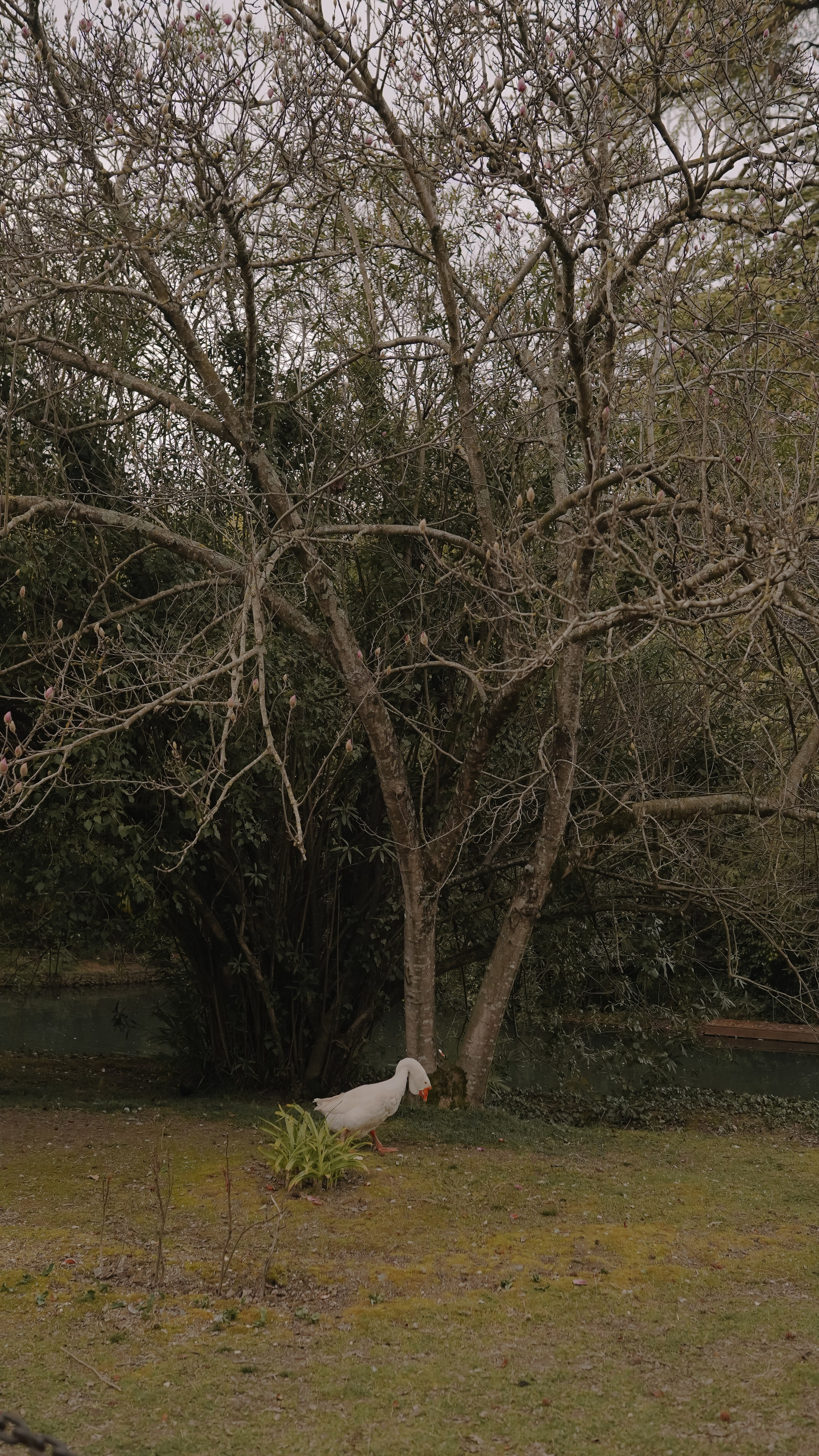 ЦВЕТЕНИЕ. Милана Довгаль - семейный фотограф и видеограф  в Адлере и Сочи