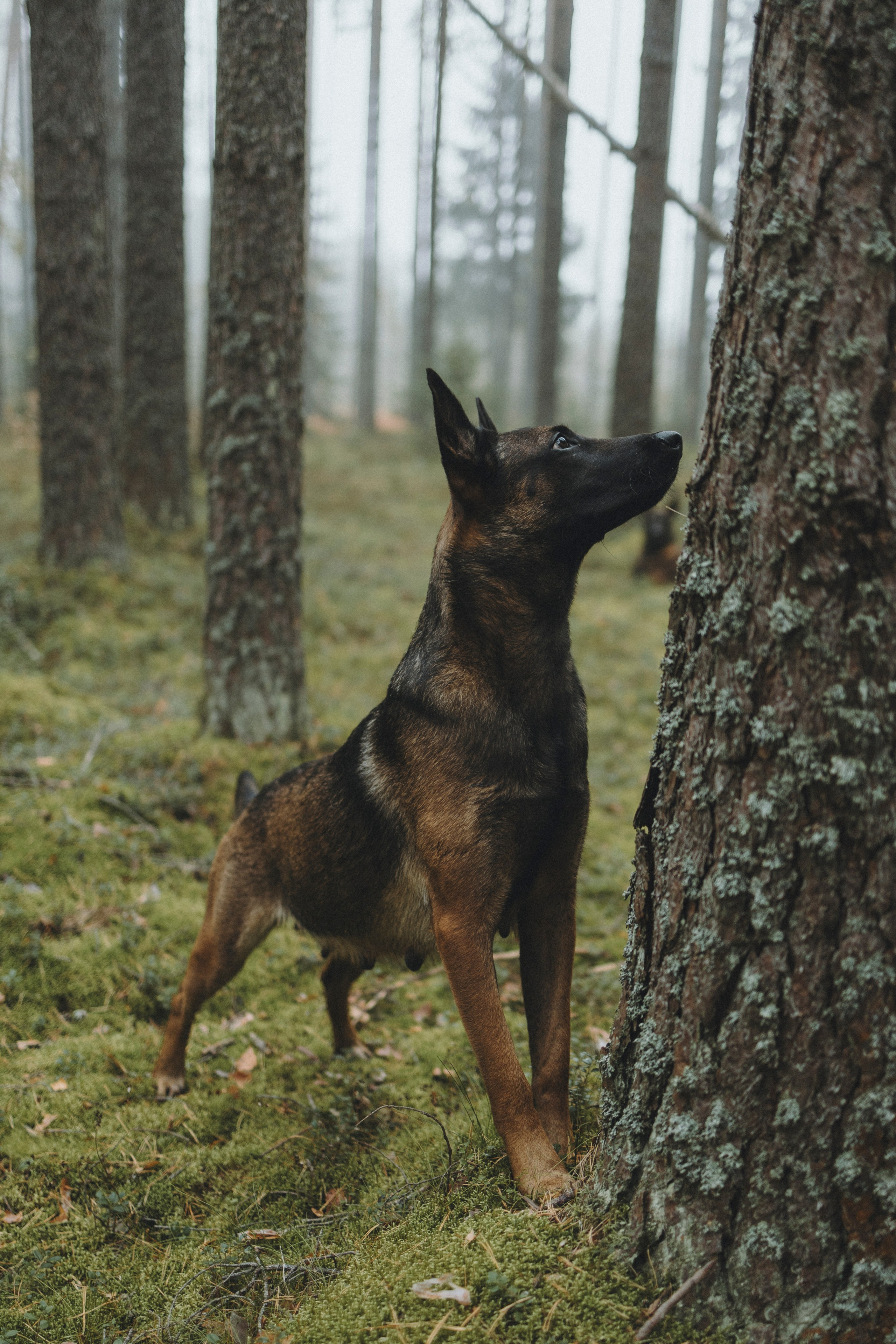 Рики и Цедра. Фотограф-анималист Анна Маринич