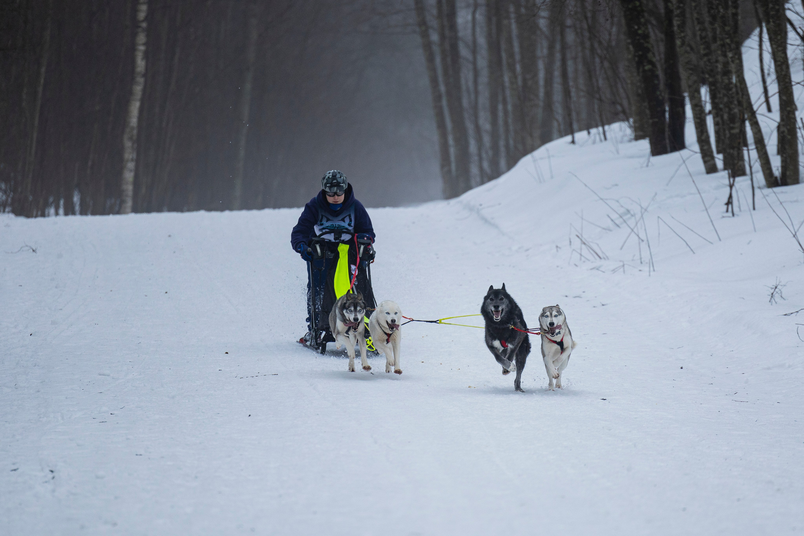 Зимний Чемпионат Санкт-Петербурга по ездовому спорту. Фотограф-анималист Анна Маринич
