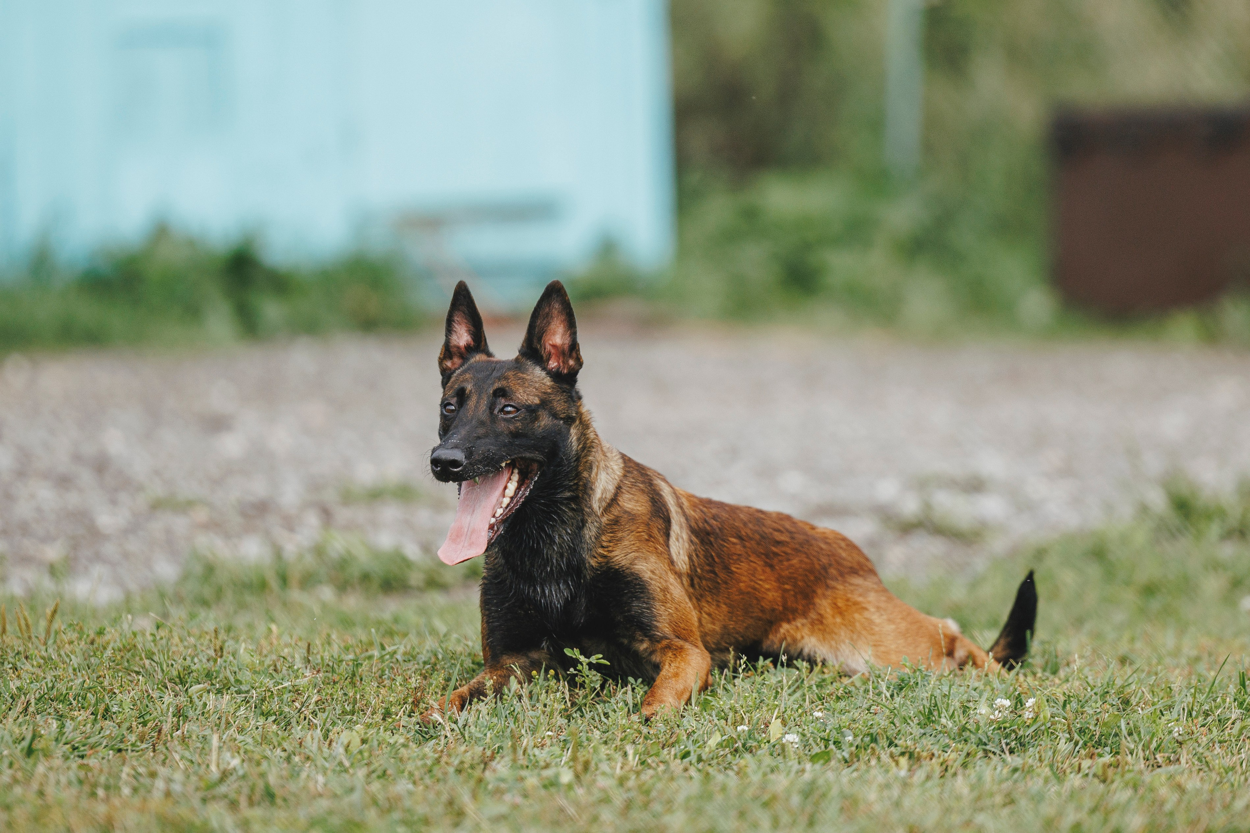 08.08.25-10.08.25 ЧР по мондьорингу г. Вологда. Фотограф-анималист Анна Маринич